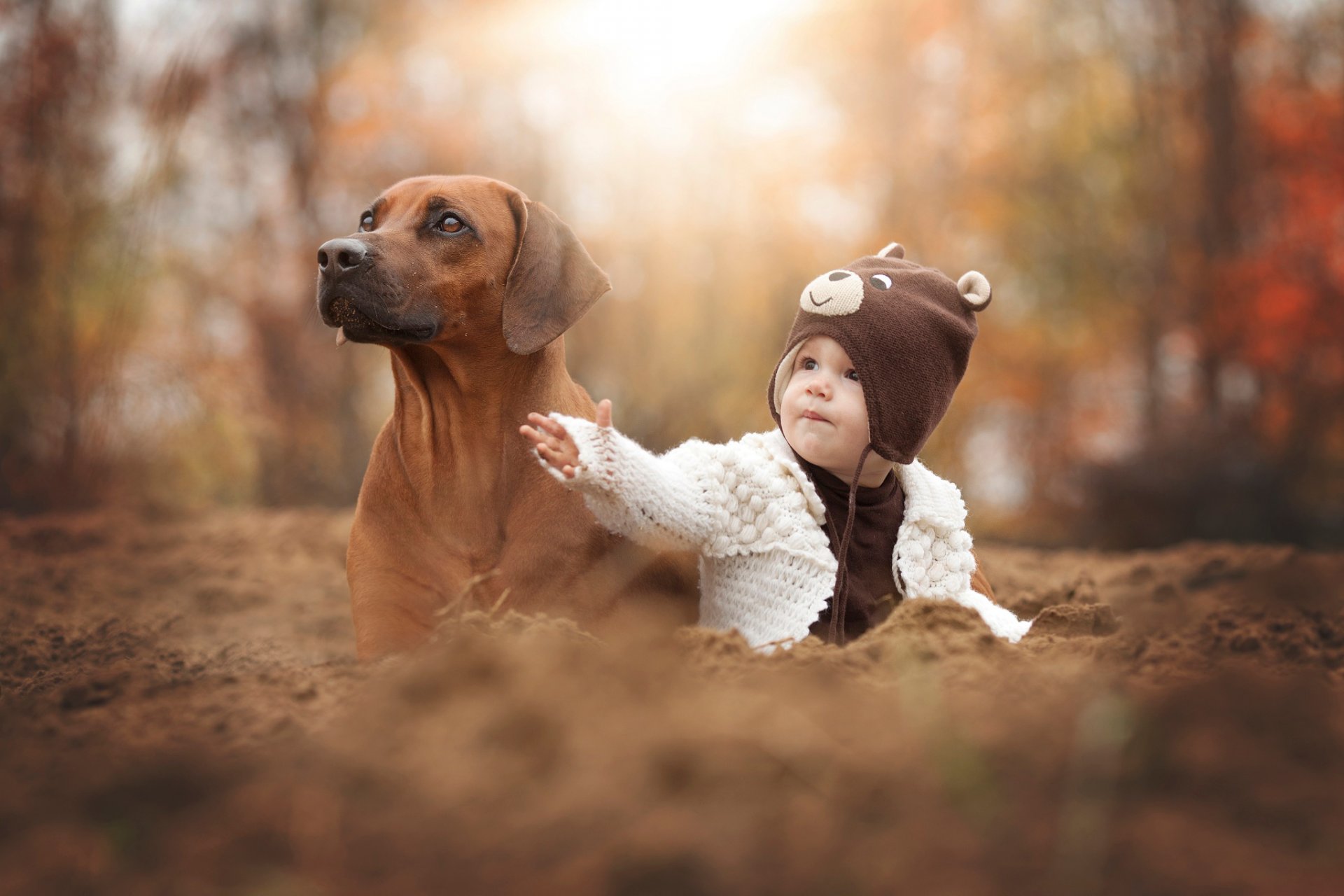 dog friends autumn