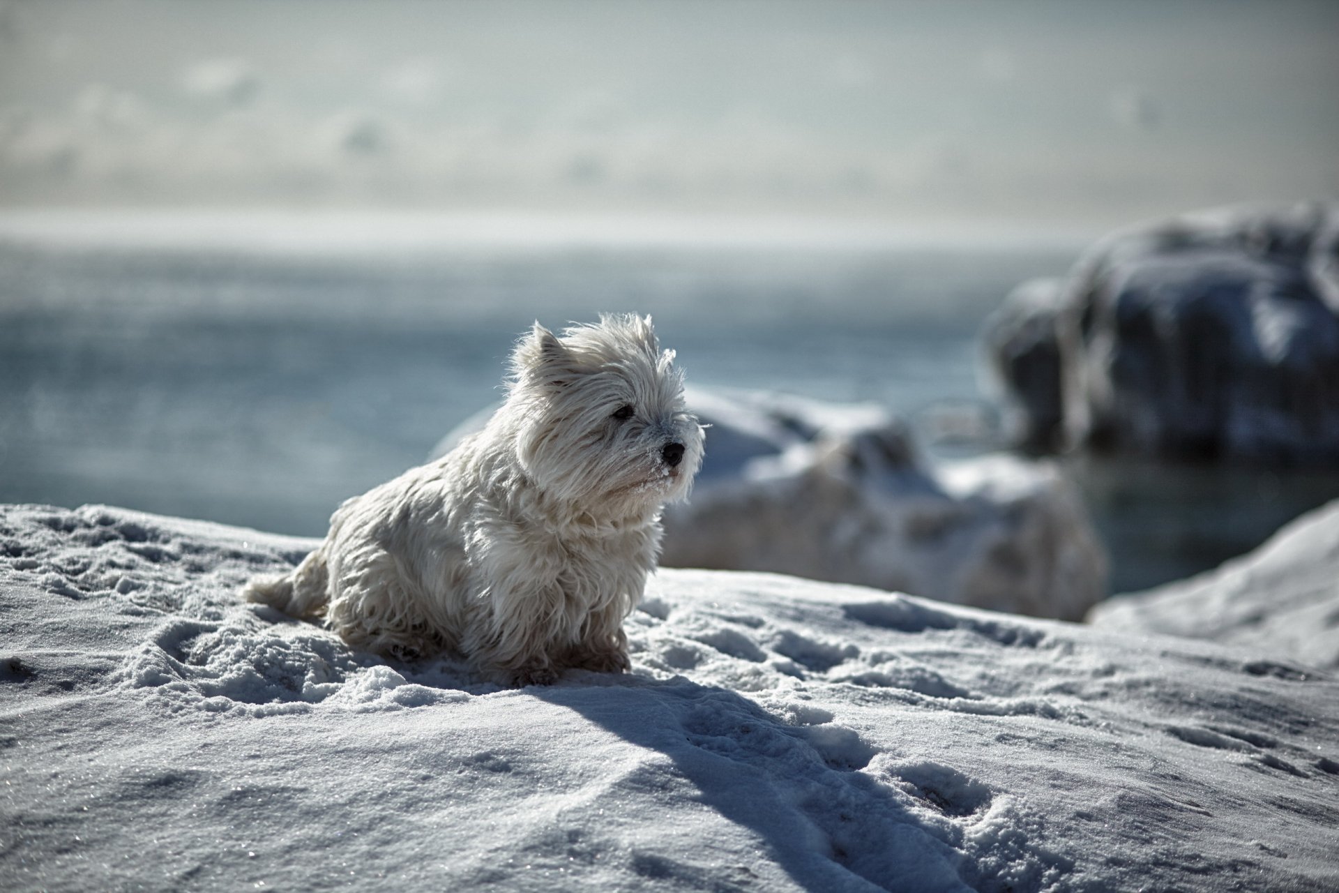chien vue ami hiver neige