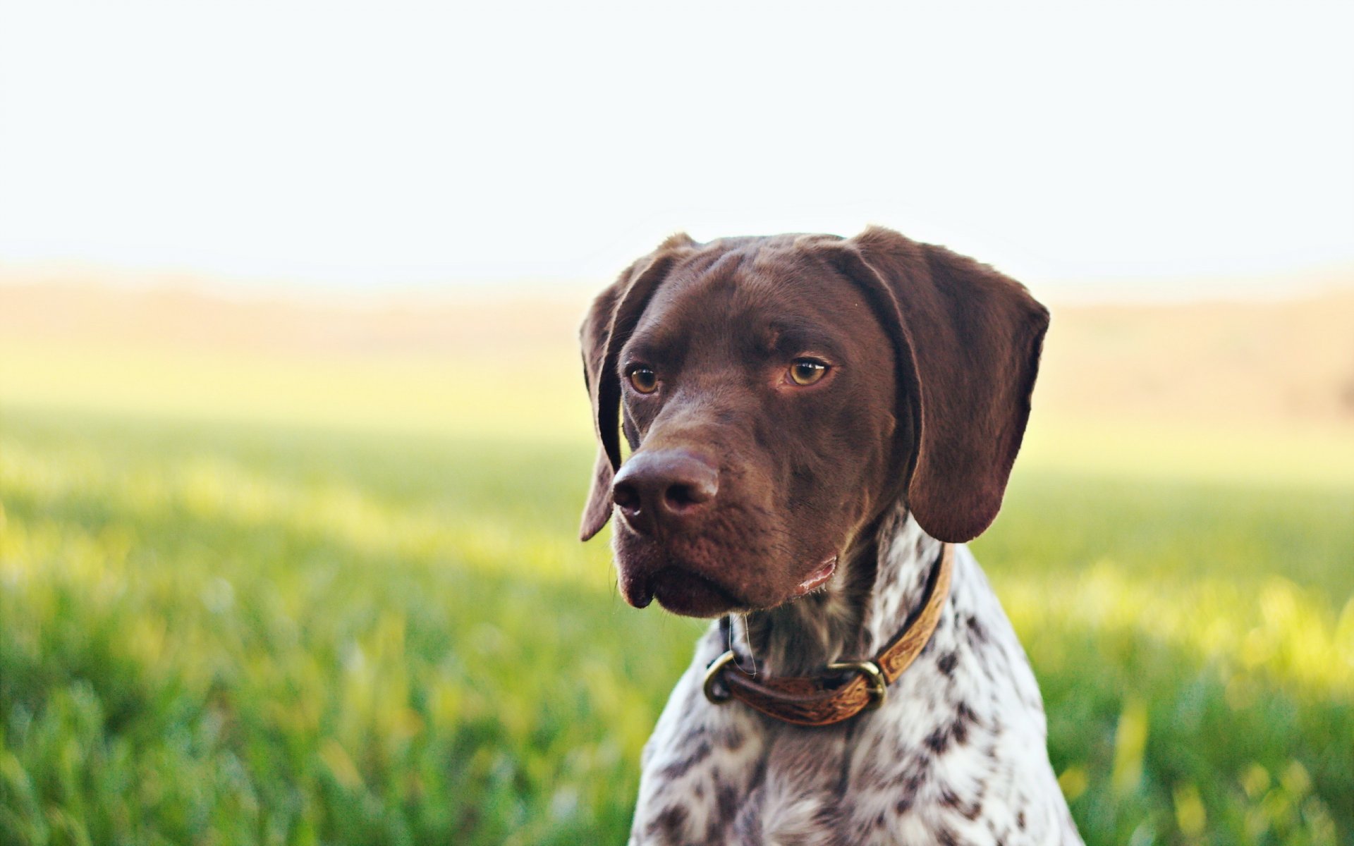 french pointer dog background