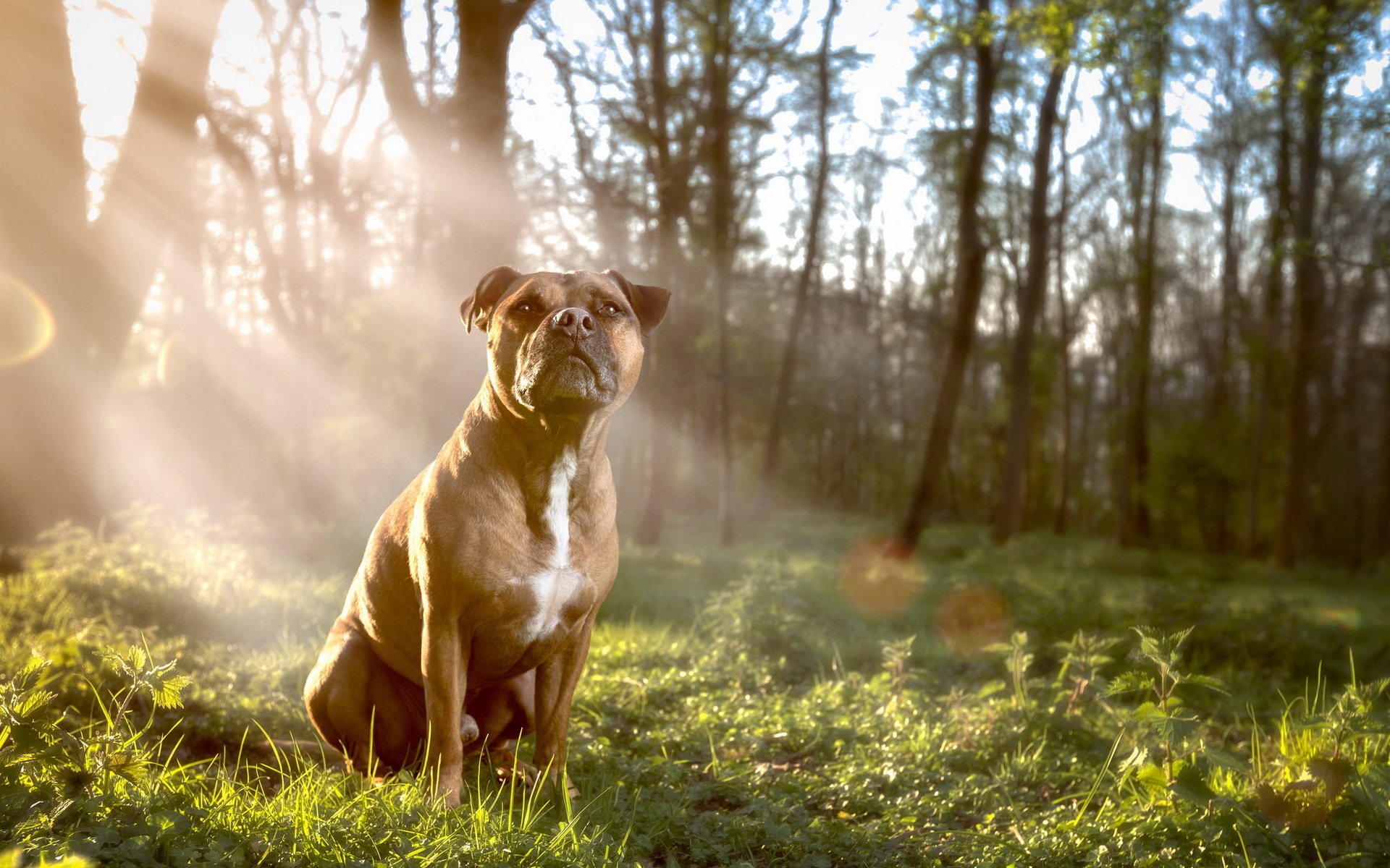 chien regard ami