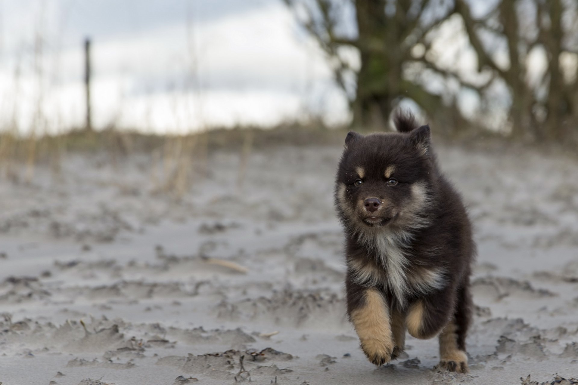 hund blick freund