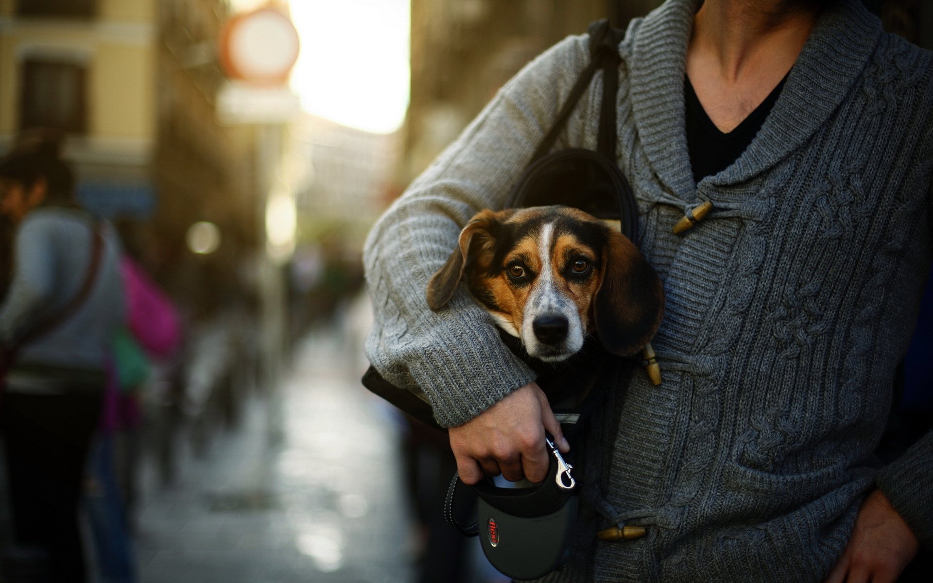 dog other street