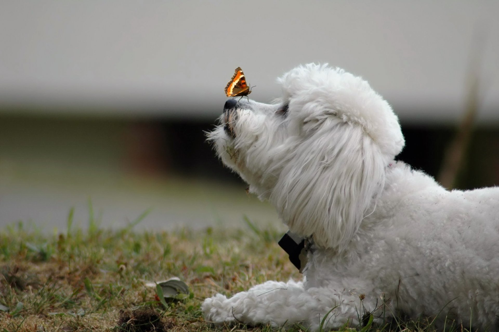 dog butterfly background