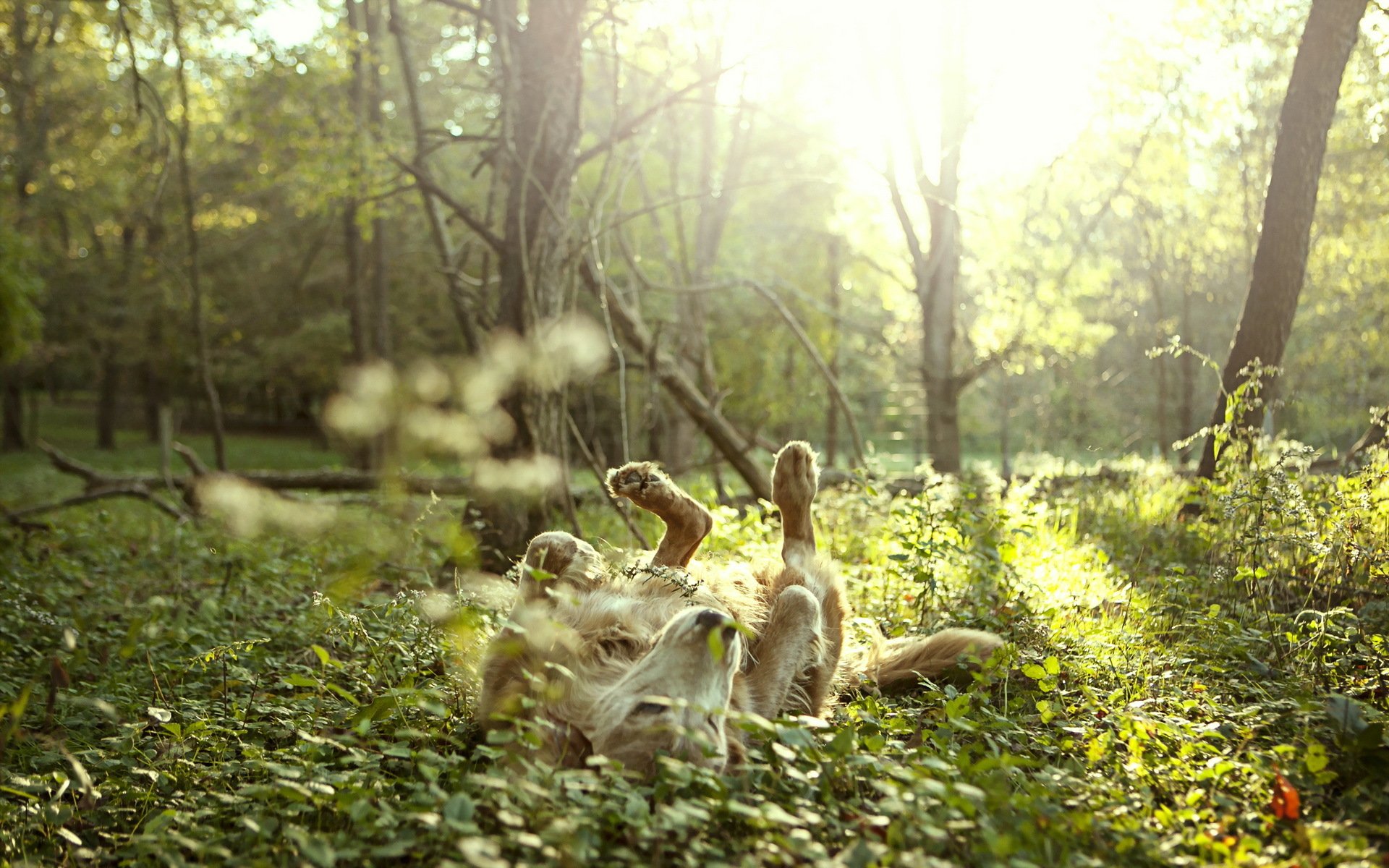 dog other nature freedom