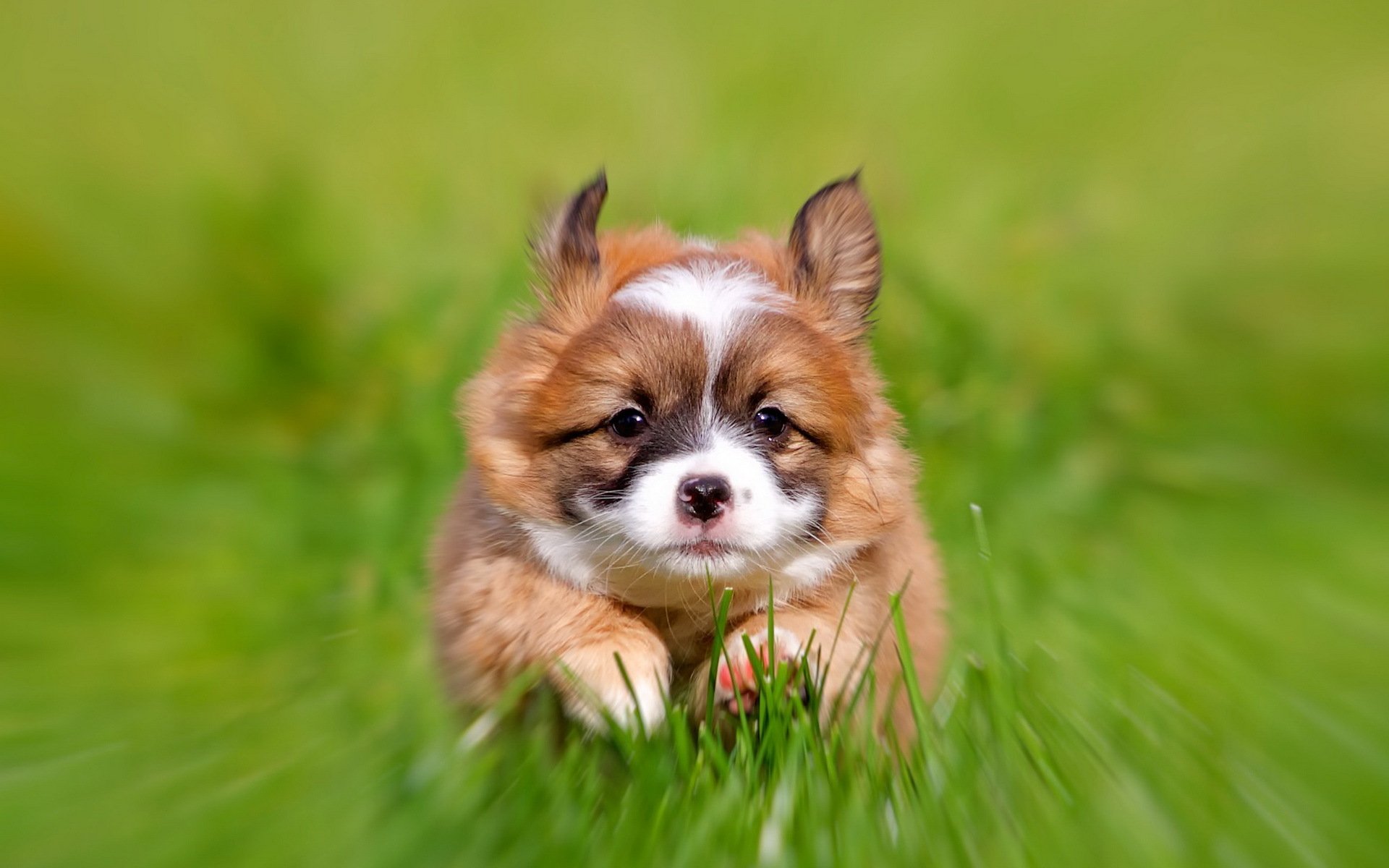 perro cachorro fondo