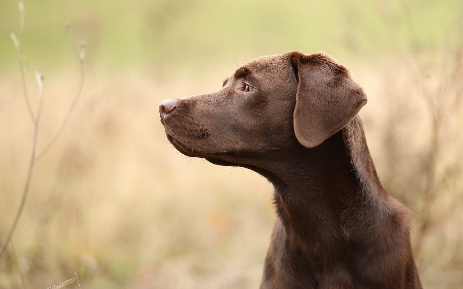 hund freund blick