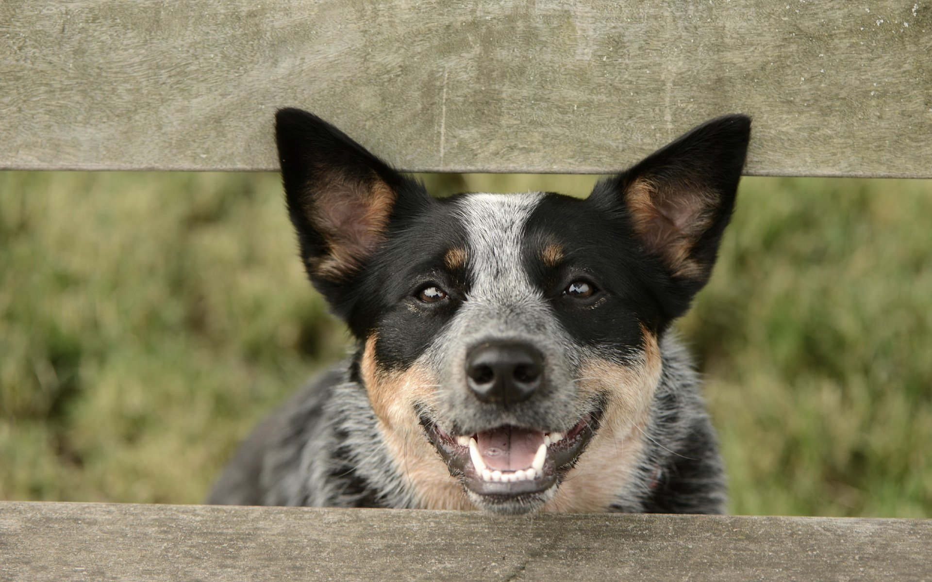 dog view other