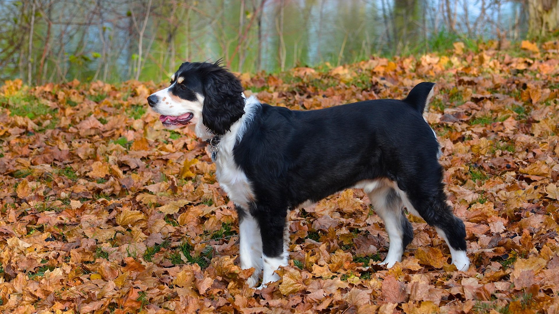cane autunno foglie