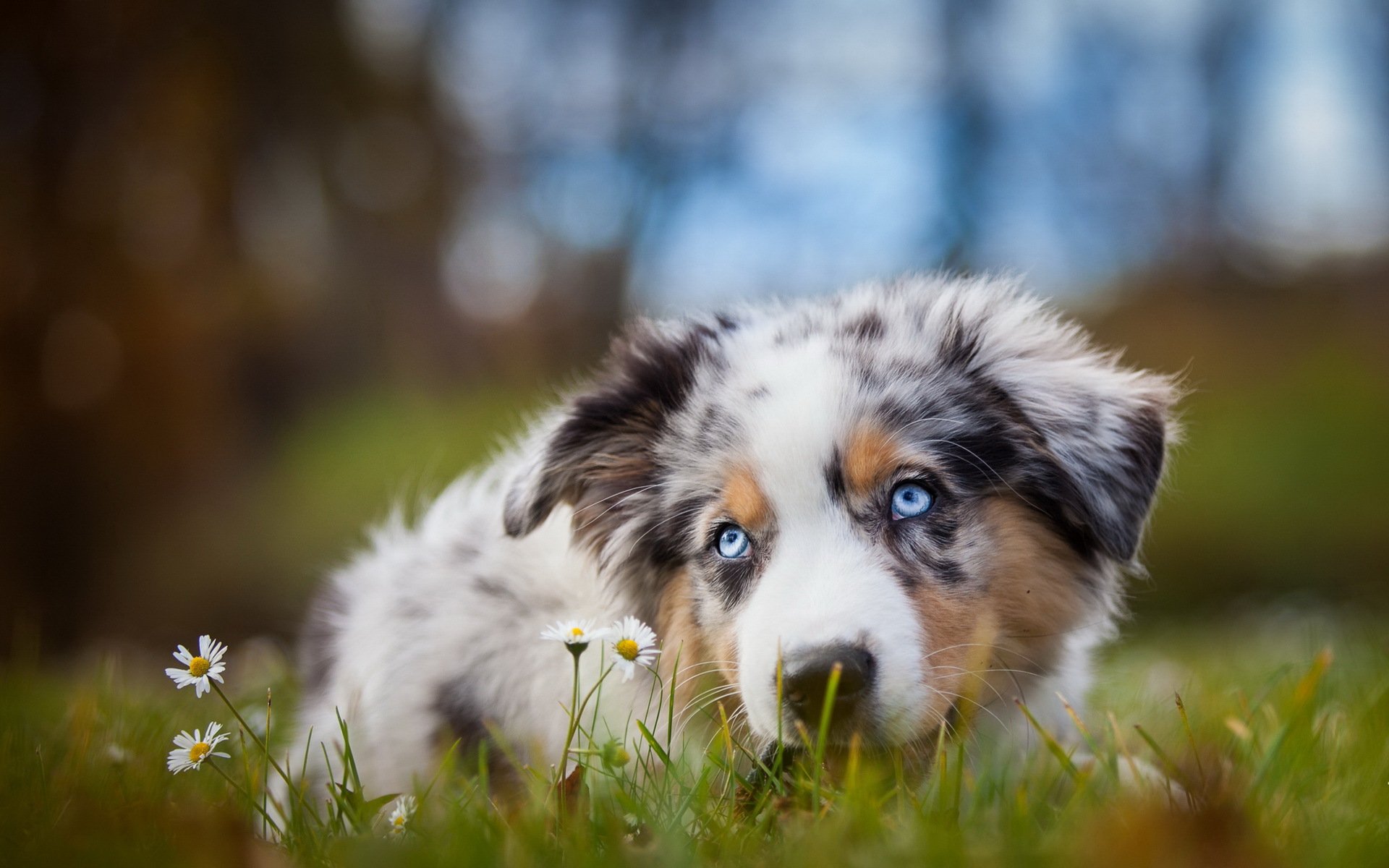 hund blick freund natur