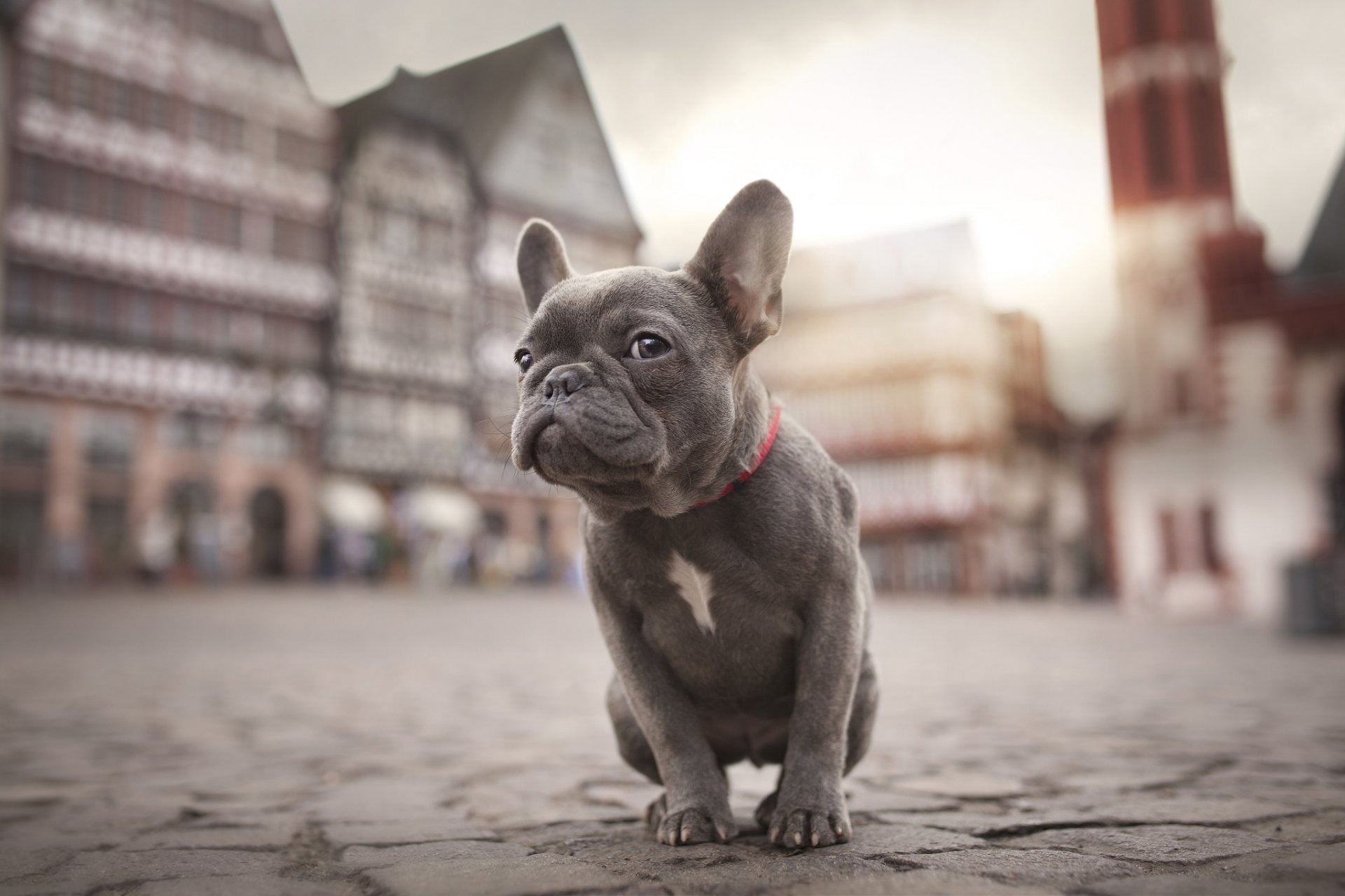 cane bulldog cucciolo città