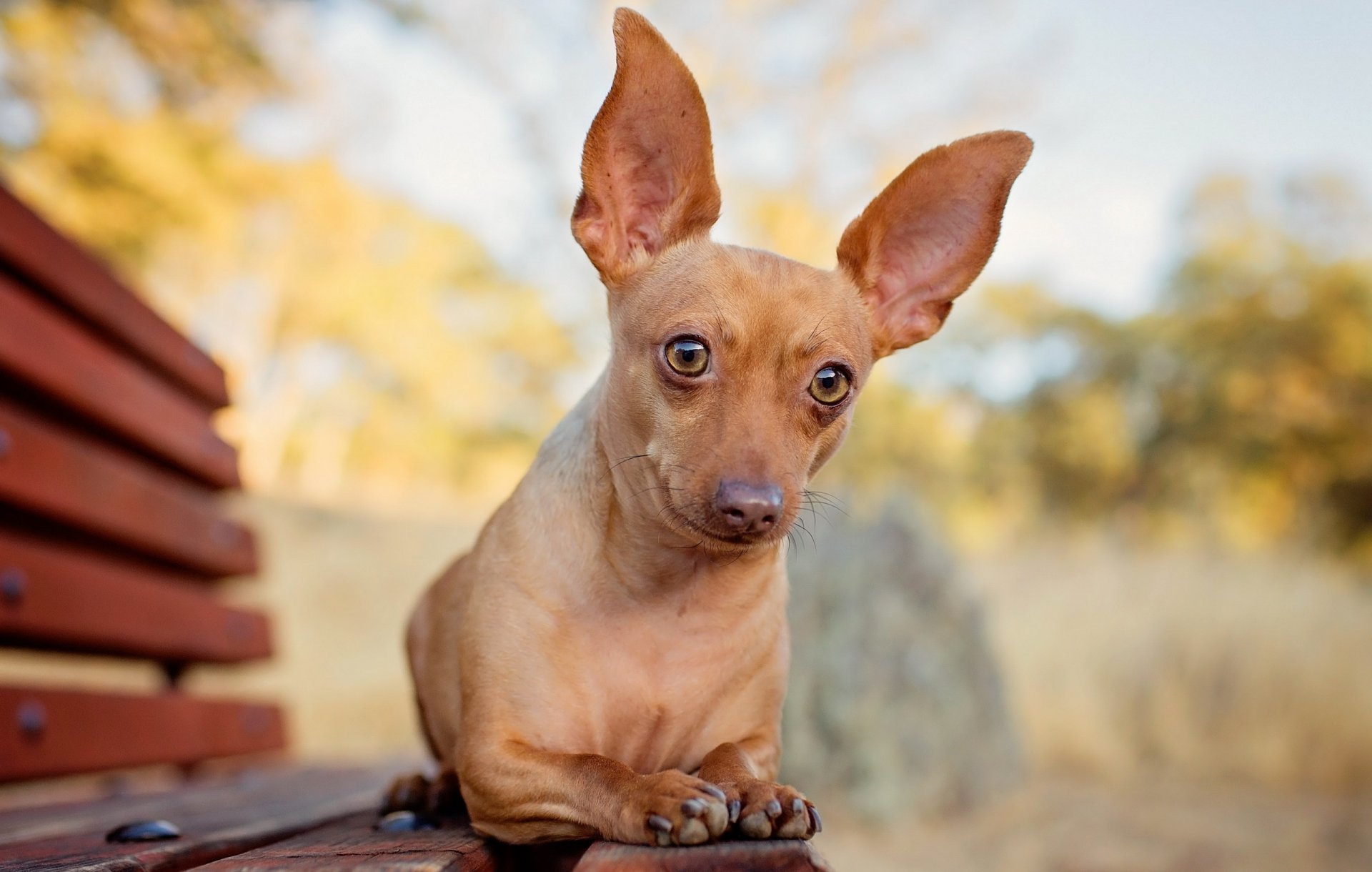 chien regard ami