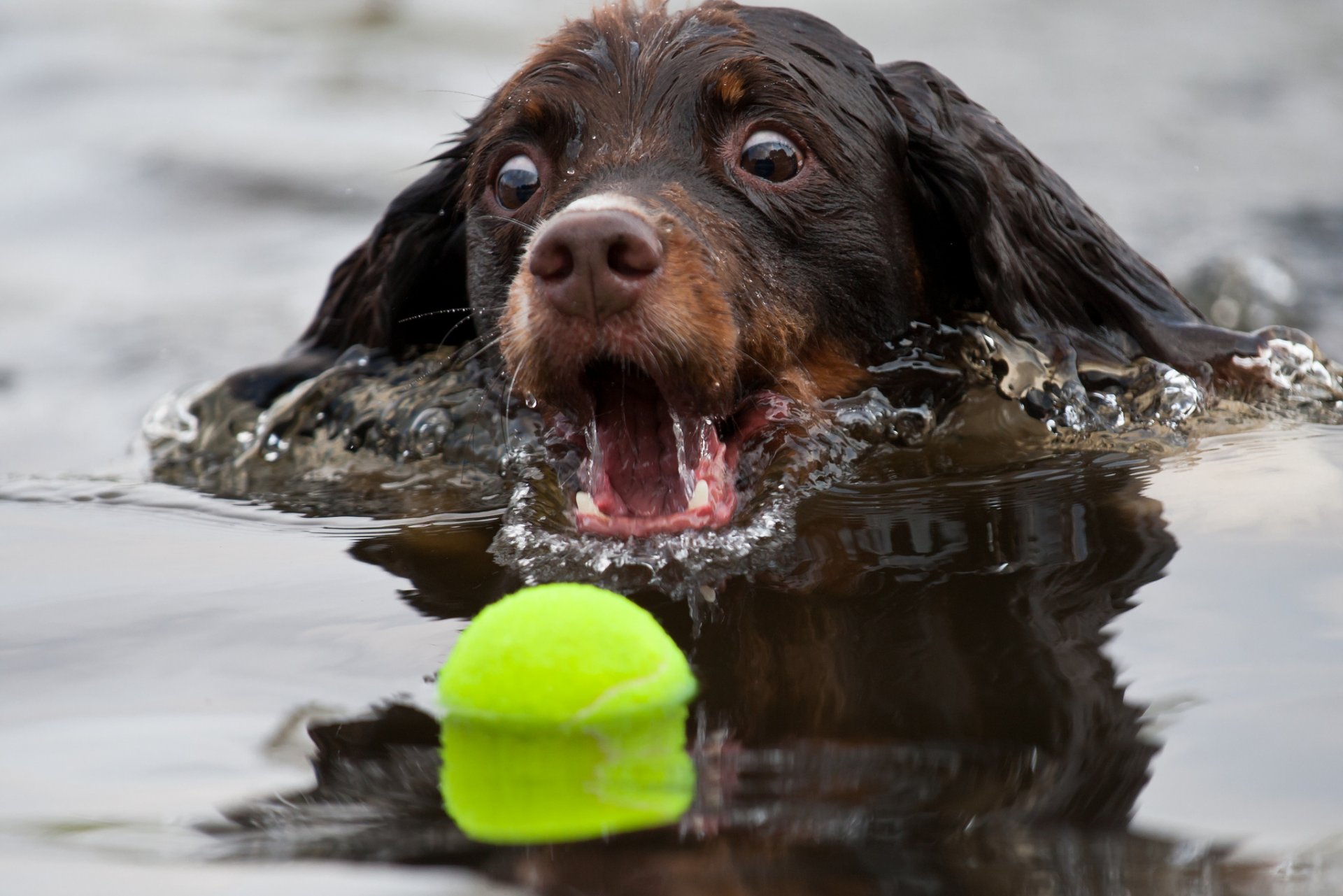 dog ball water