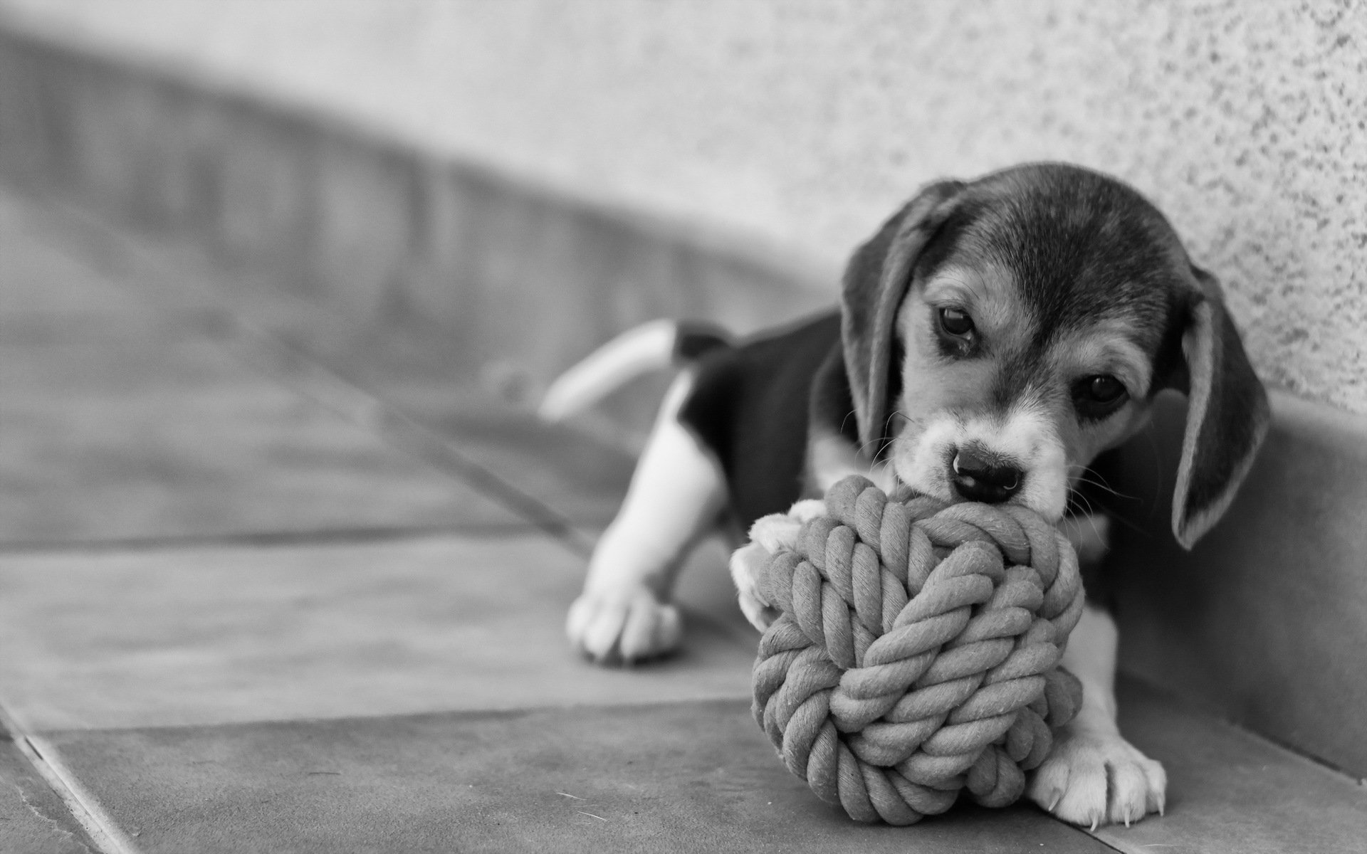 perro beagle cachorro amigo belleza ternura alegría