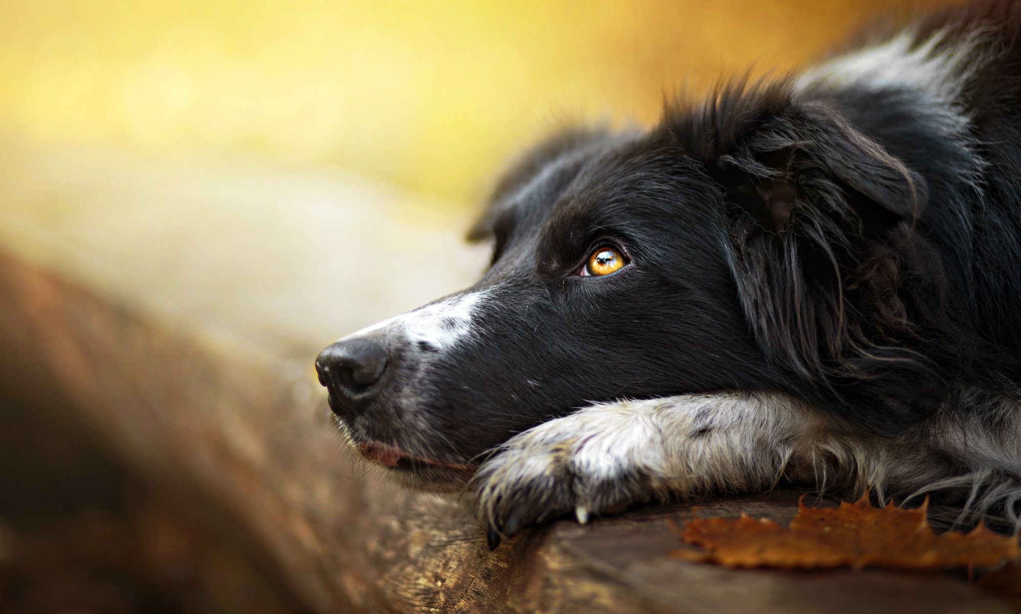 hund blick freund