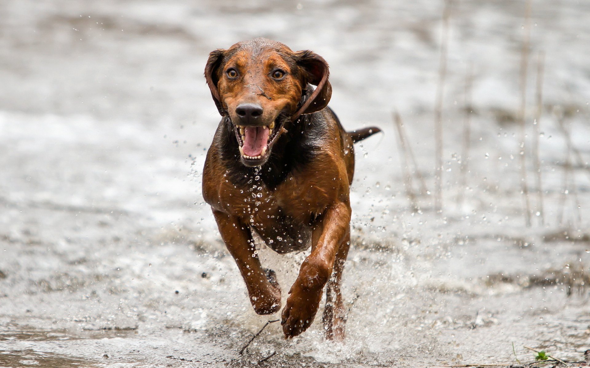 chien vue ami course