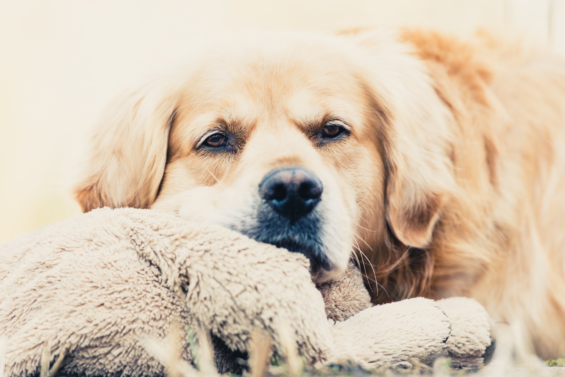 chien regard ami