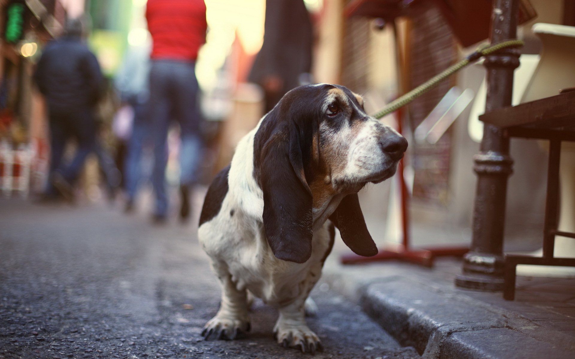 chien ami vue rue