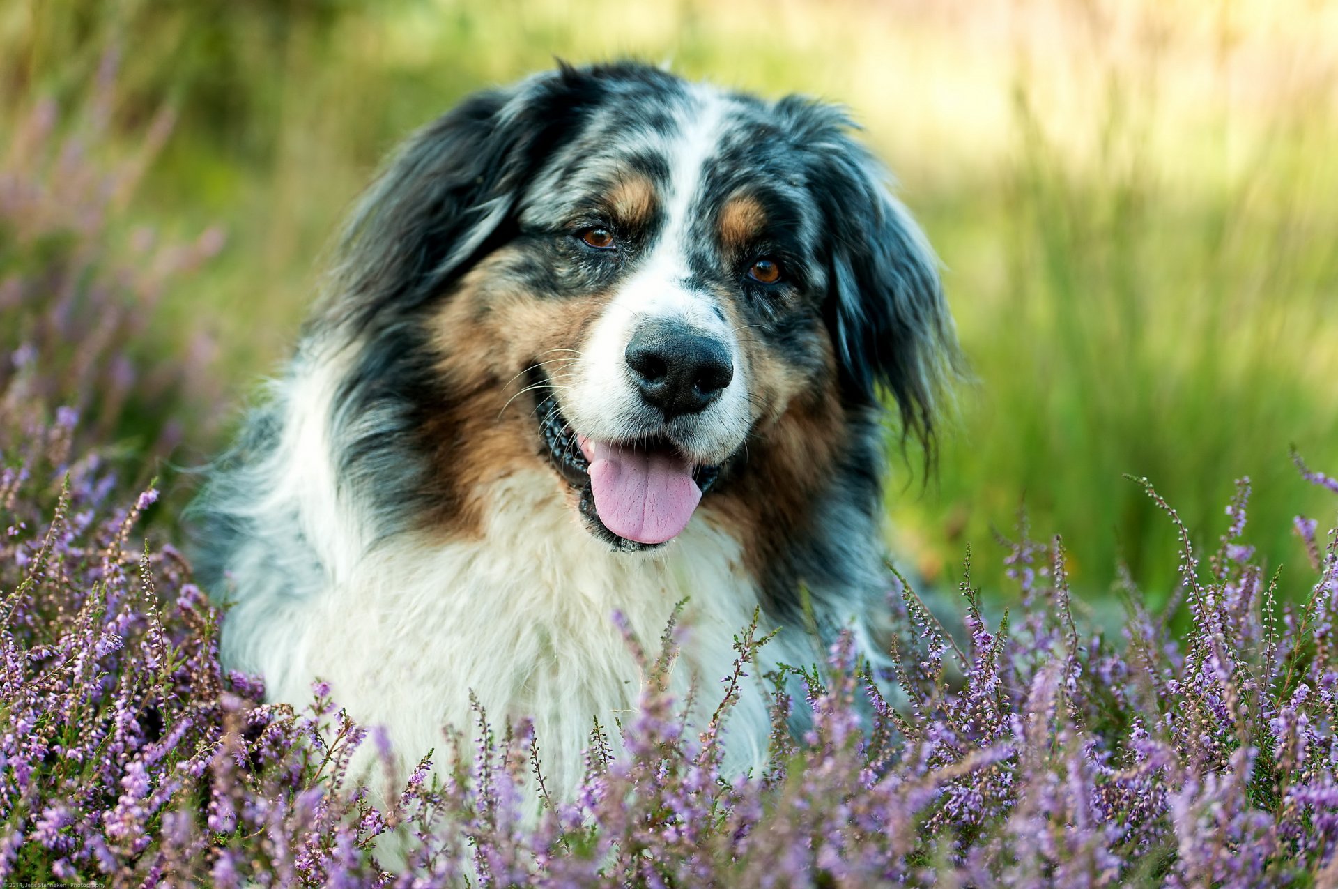 chien regard ami