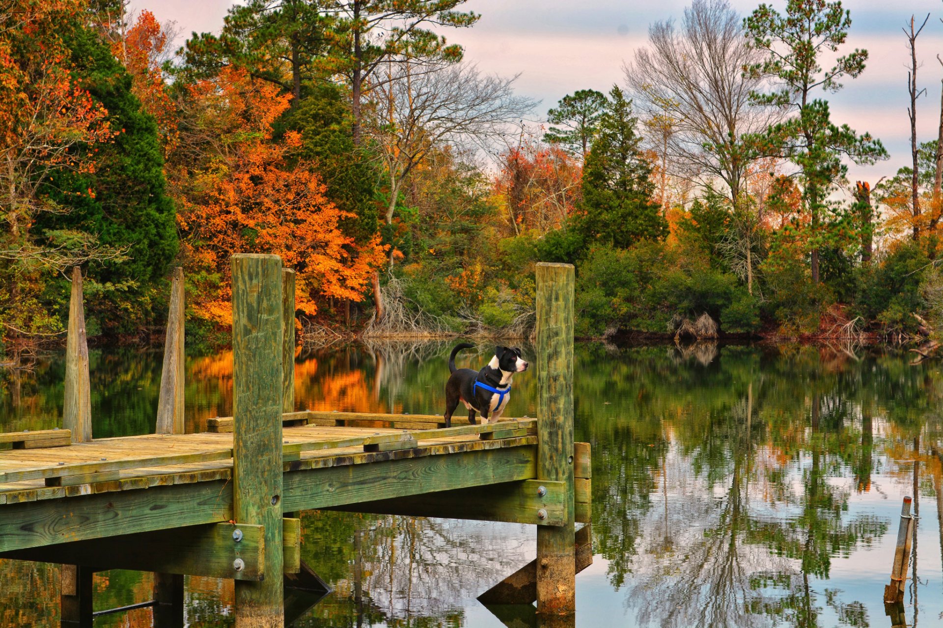 automne lac chien