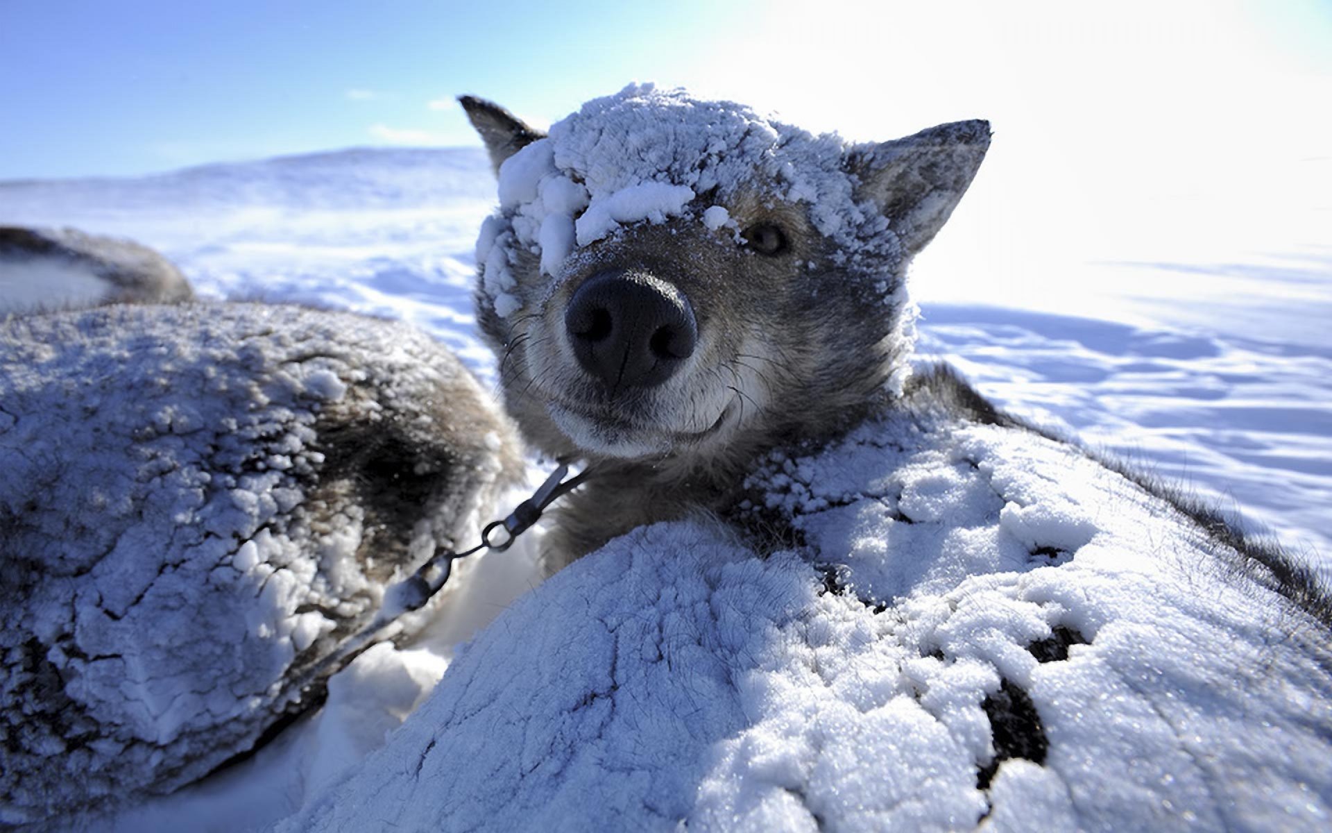 perro invierno nieve fondo