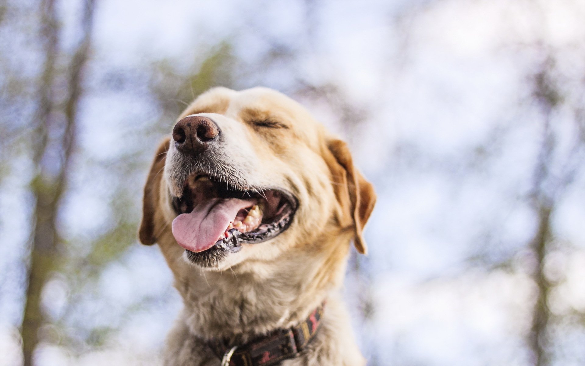 dog face background