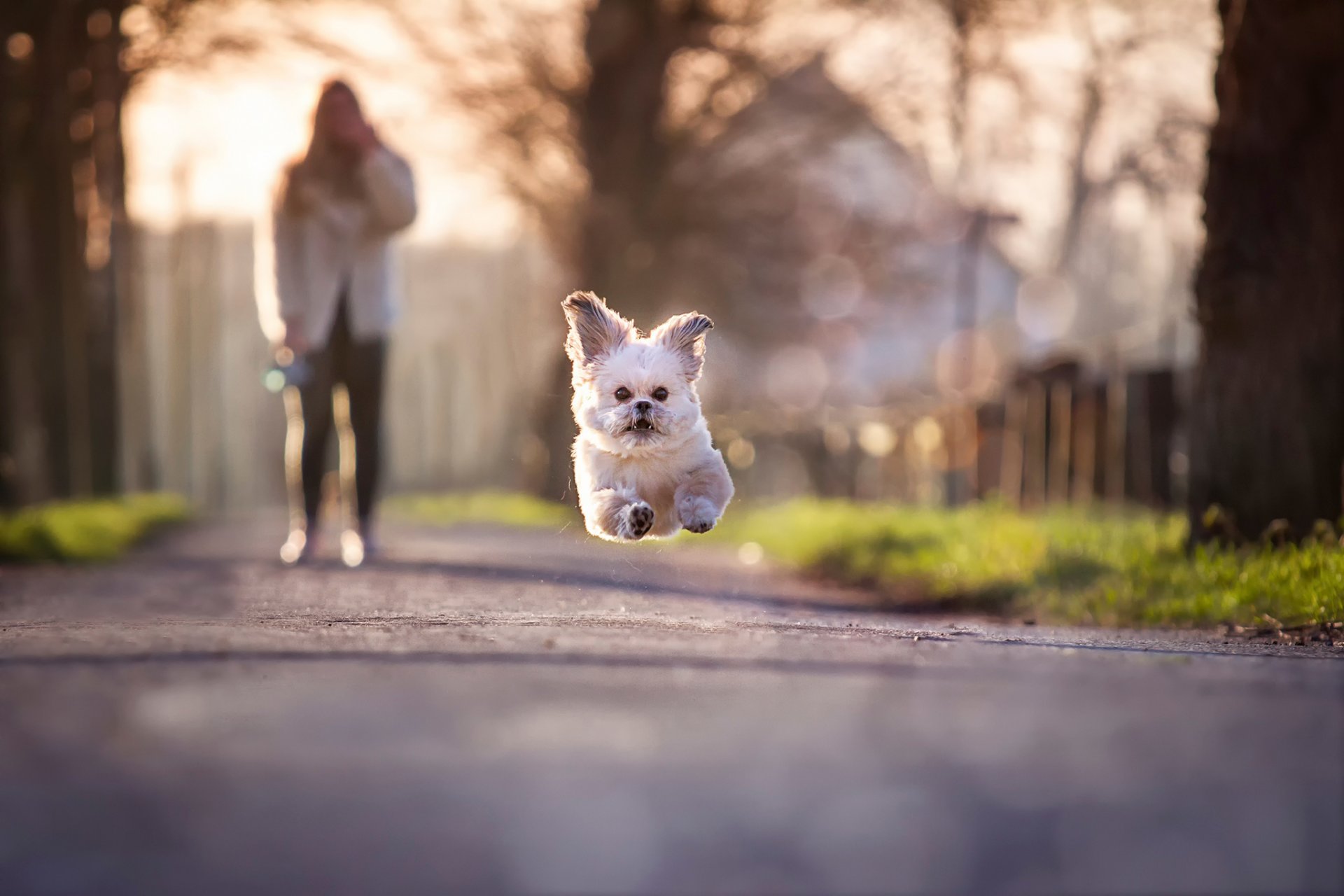 hund laufen springen