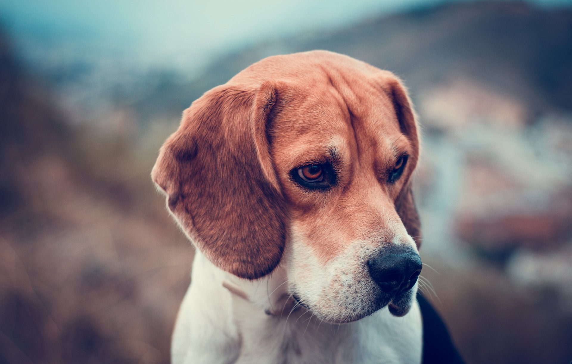 beagle cane muso sfondo sfocatura