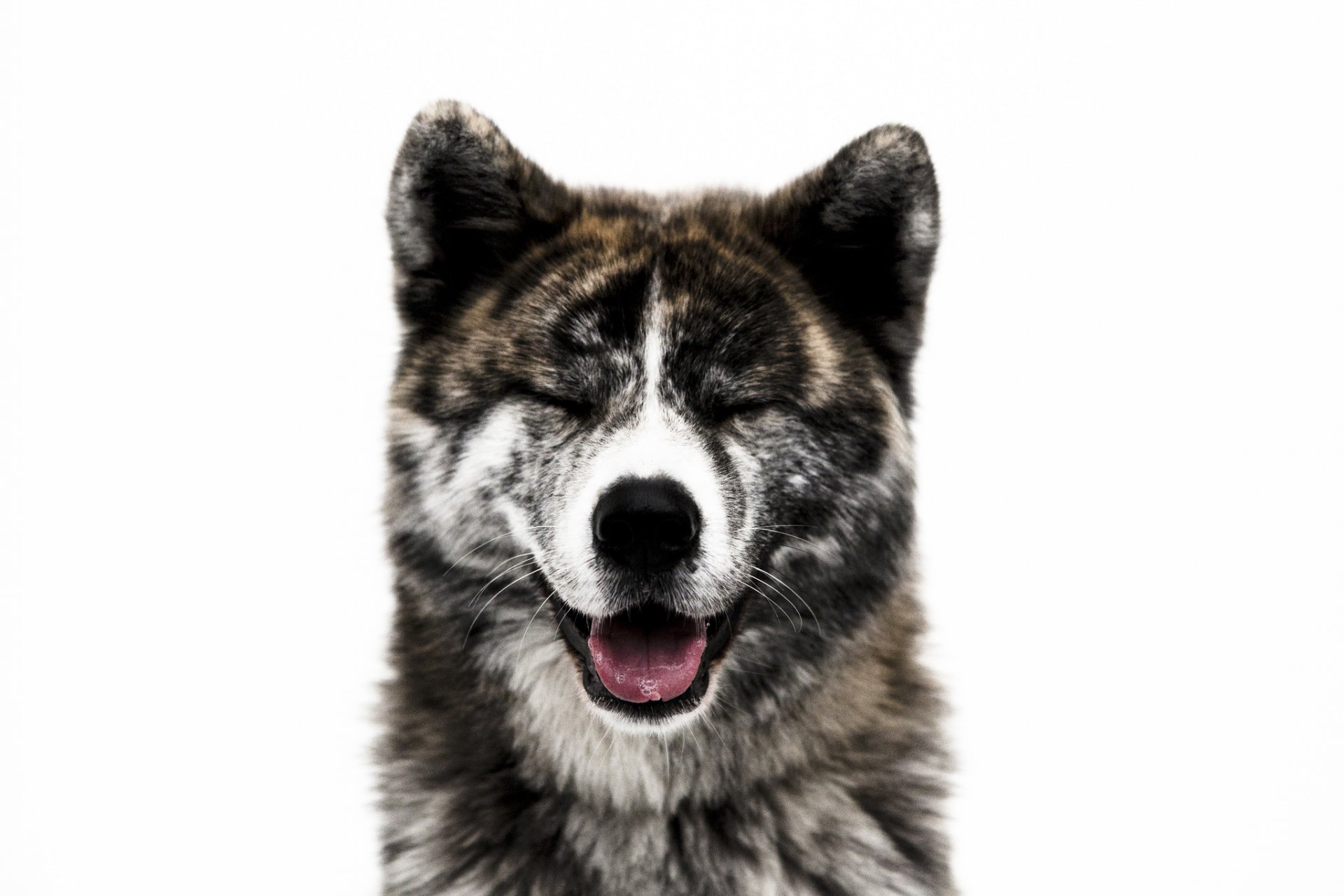 akita-inu ami chien museau nez laine