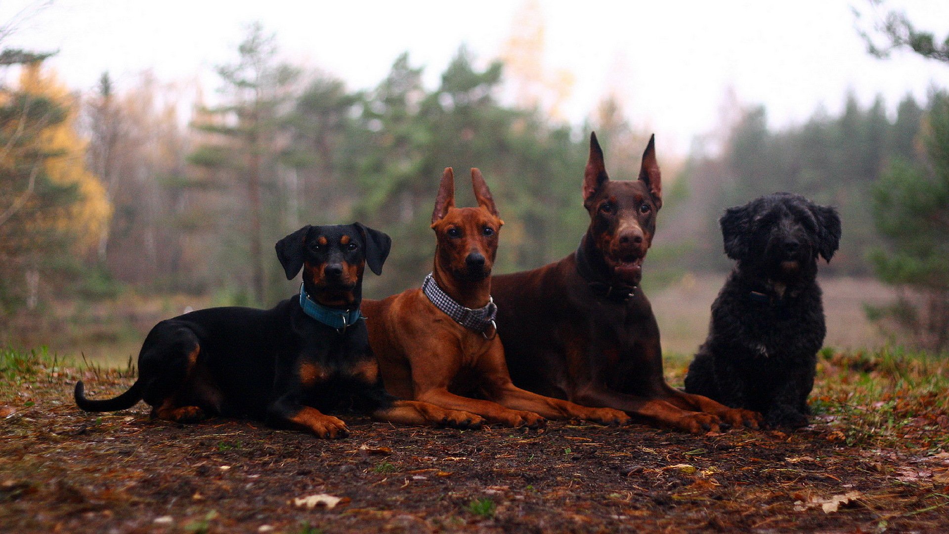 chiens été nature