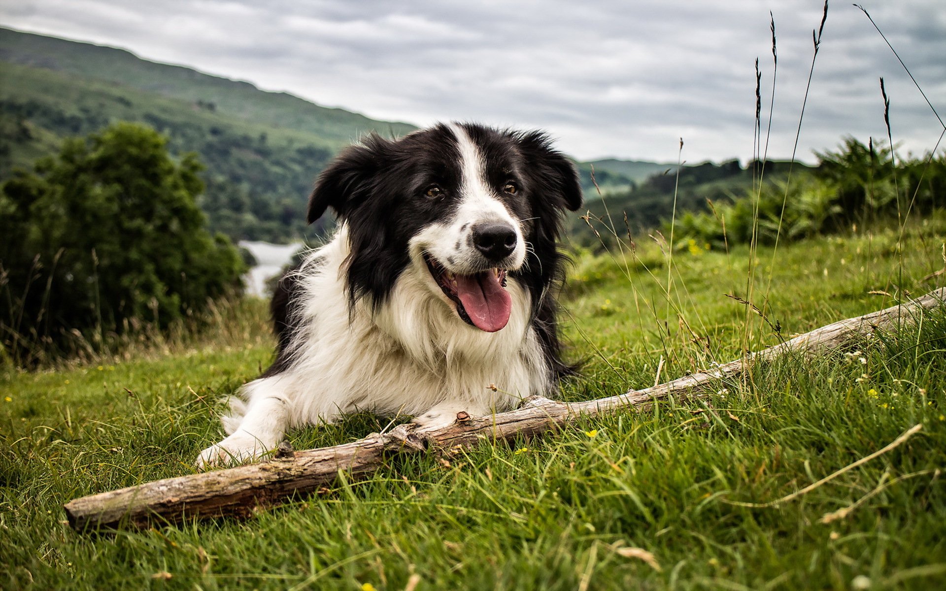 dog view other