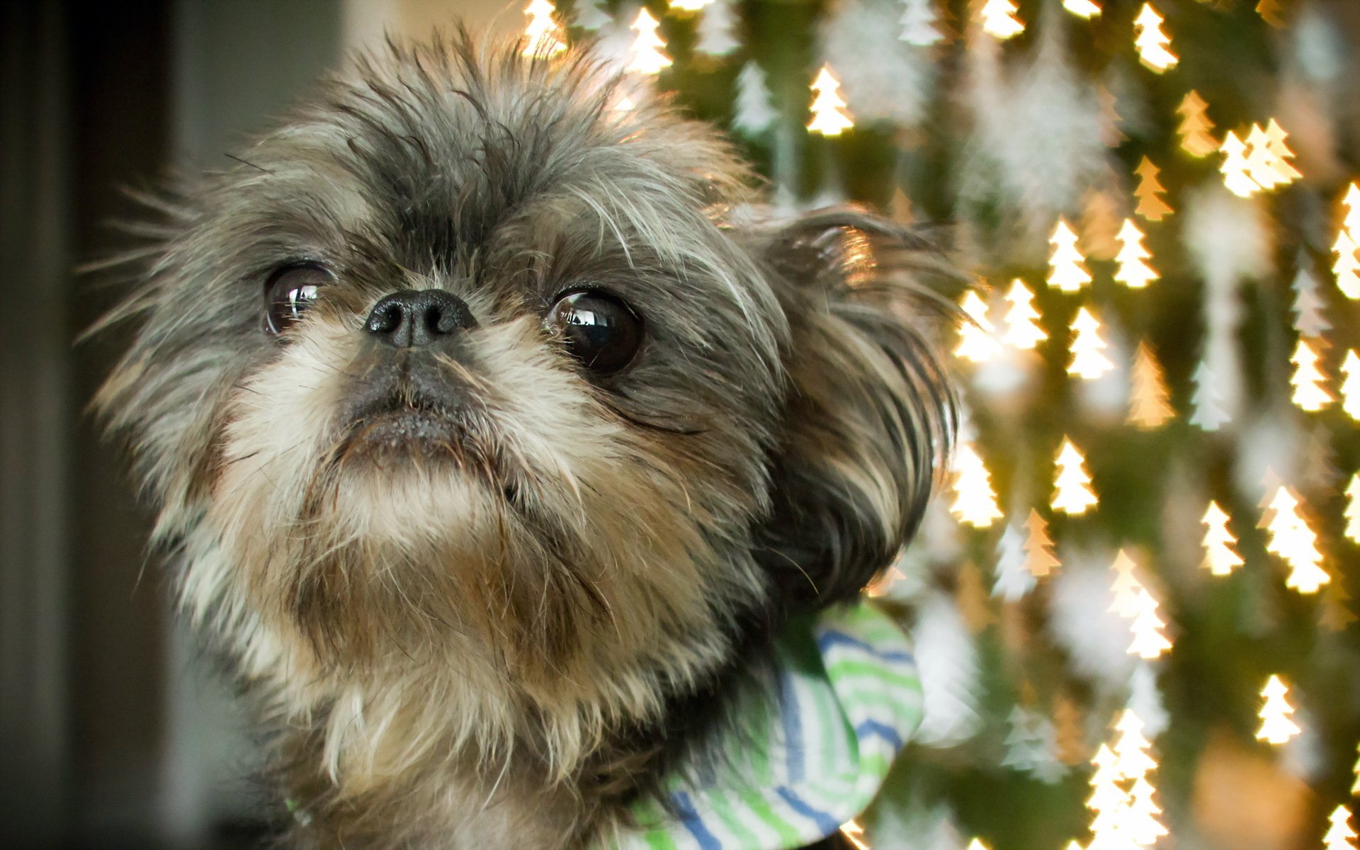 dog view background