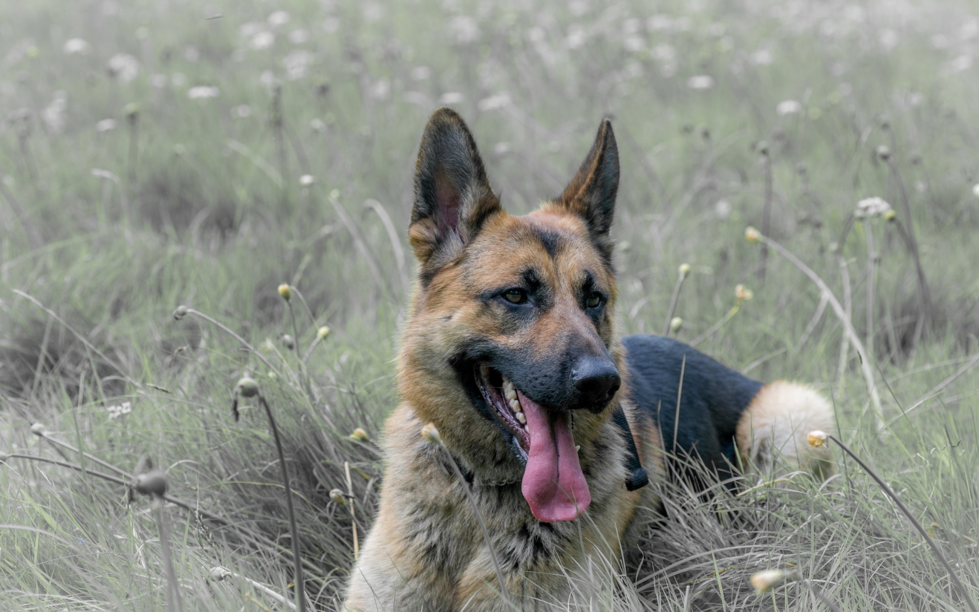 hund blick freund