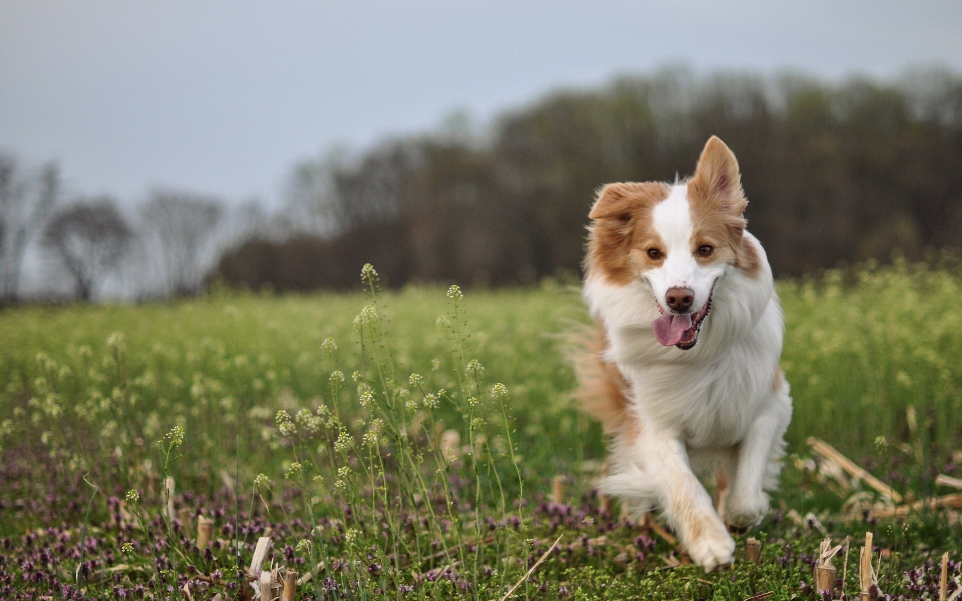 cane amico campo