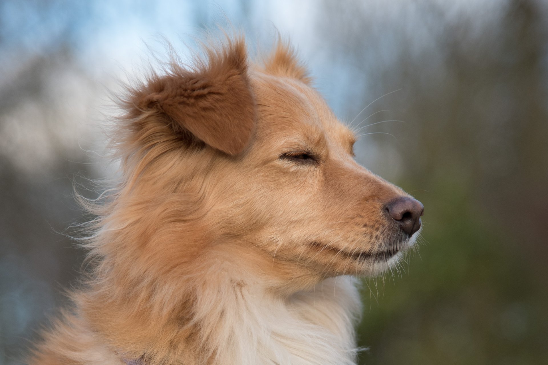 perro mirada amigo