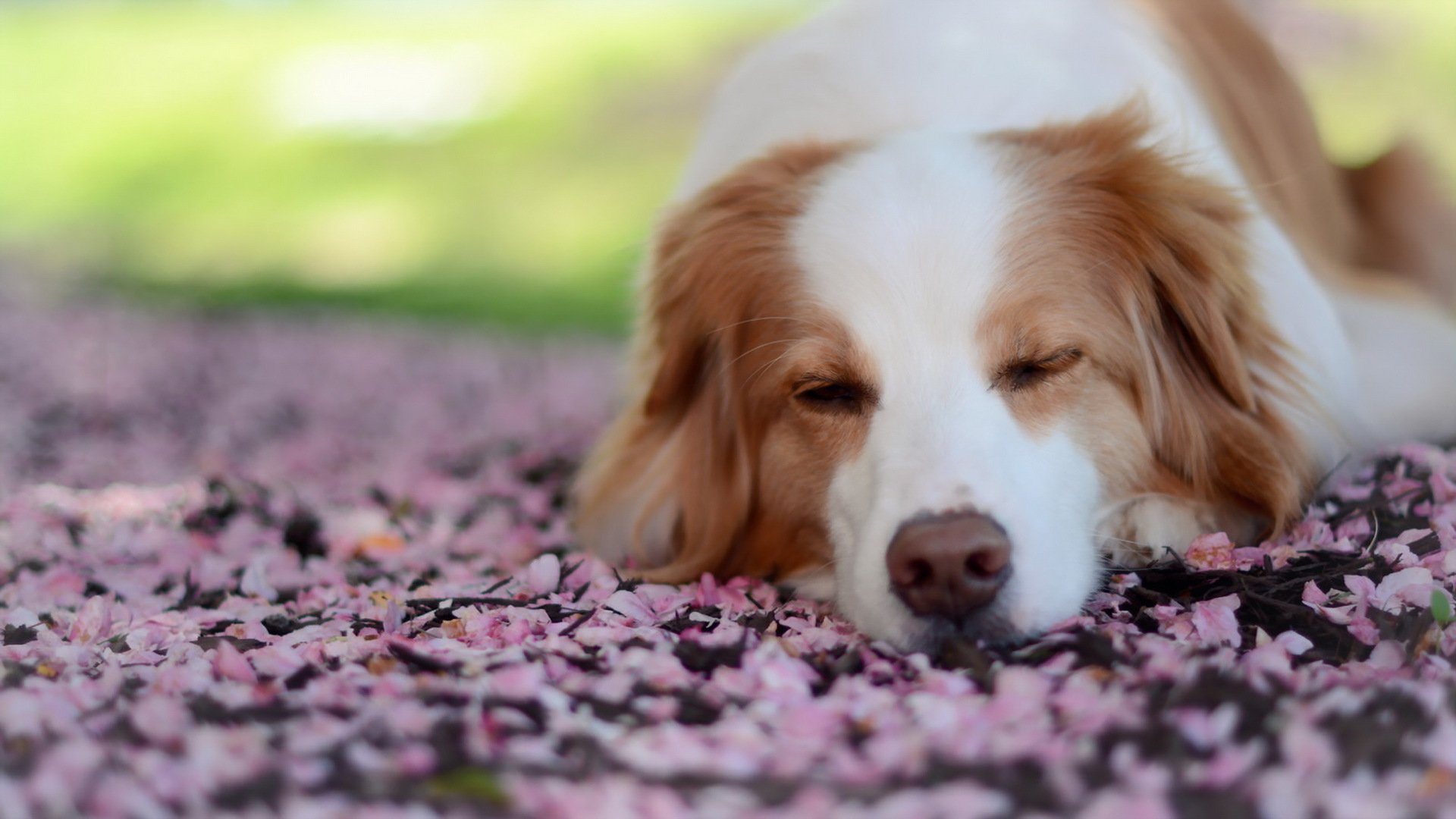 dog background other