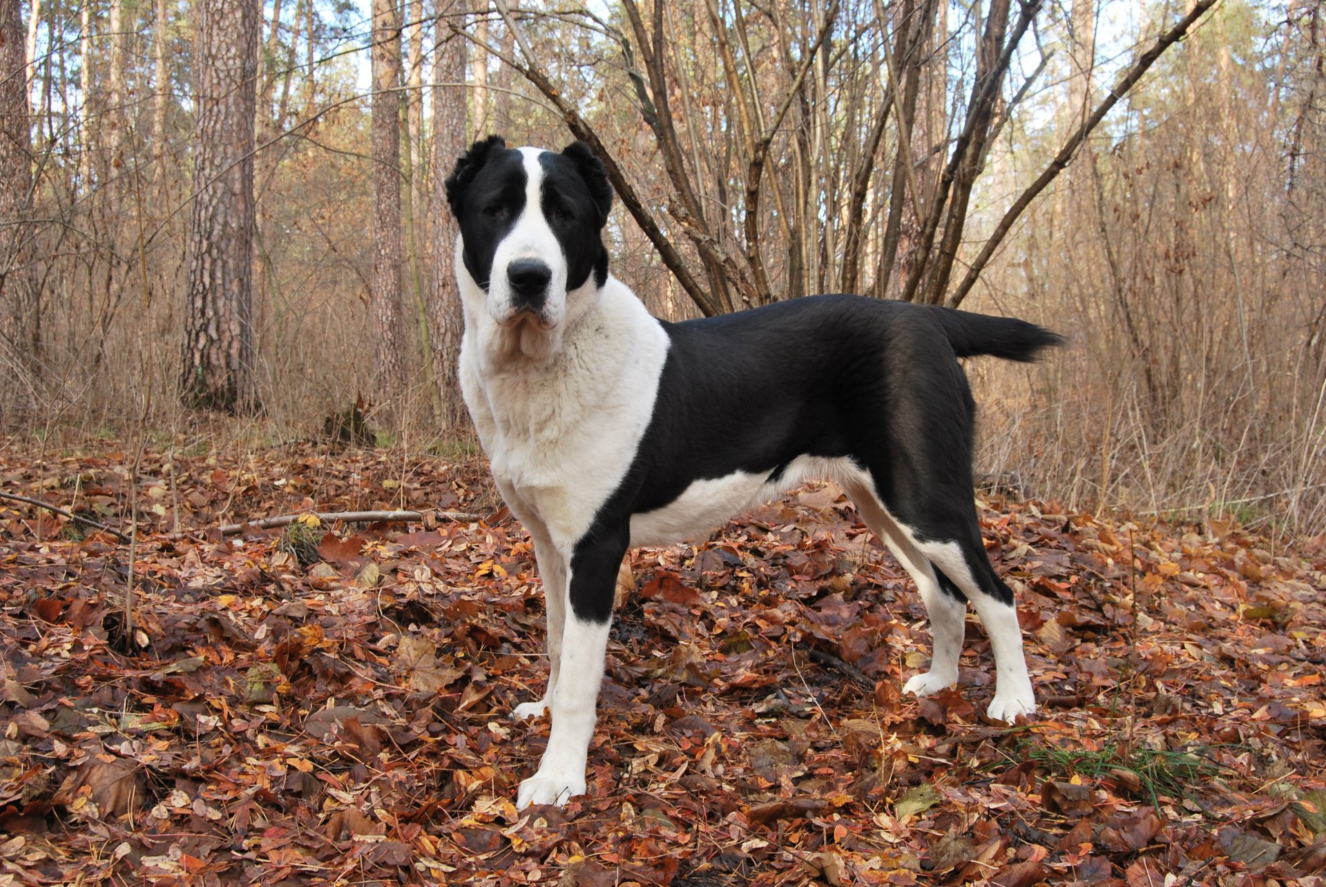 chien alabama automne feuillage