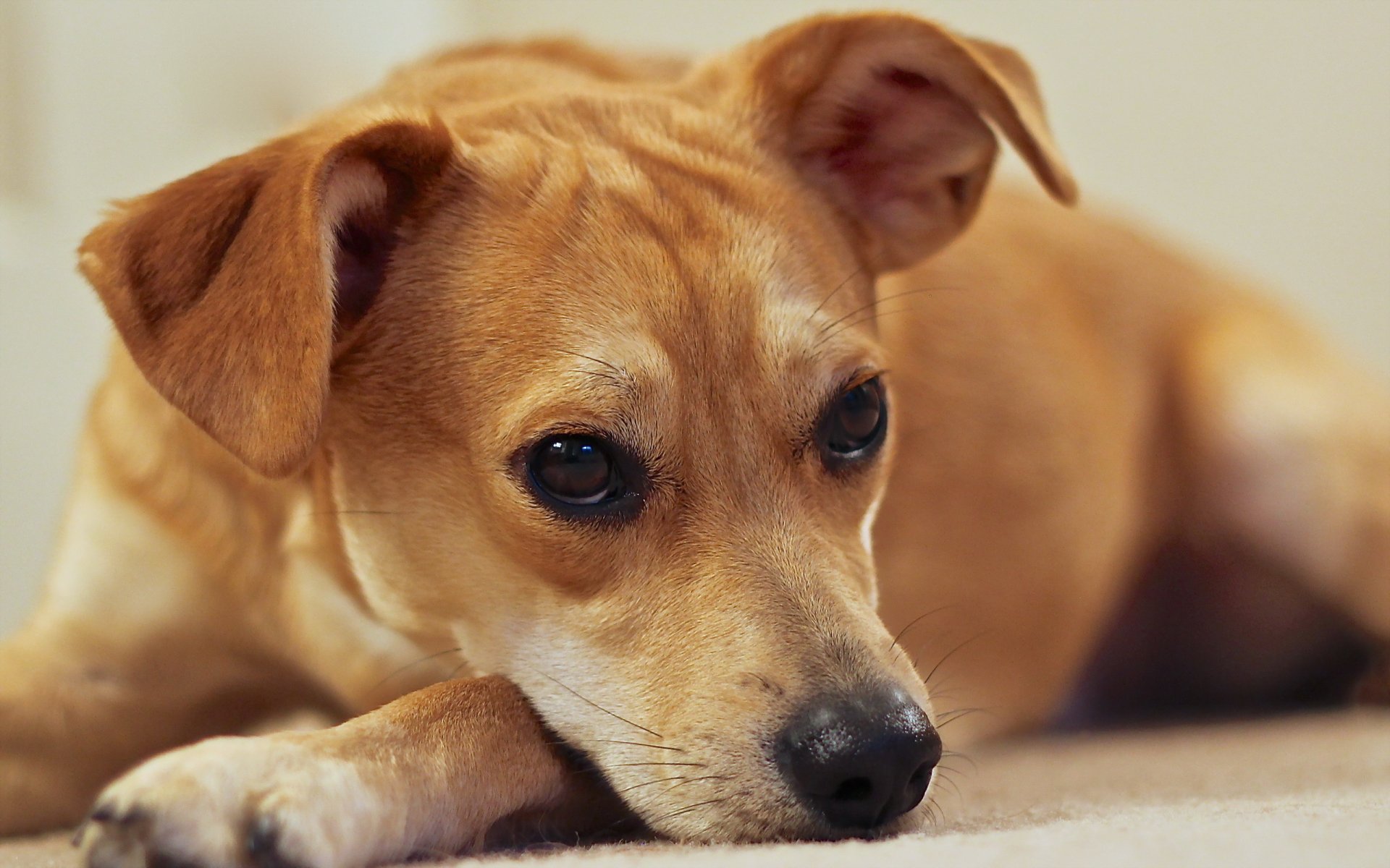 perro mirada amigo