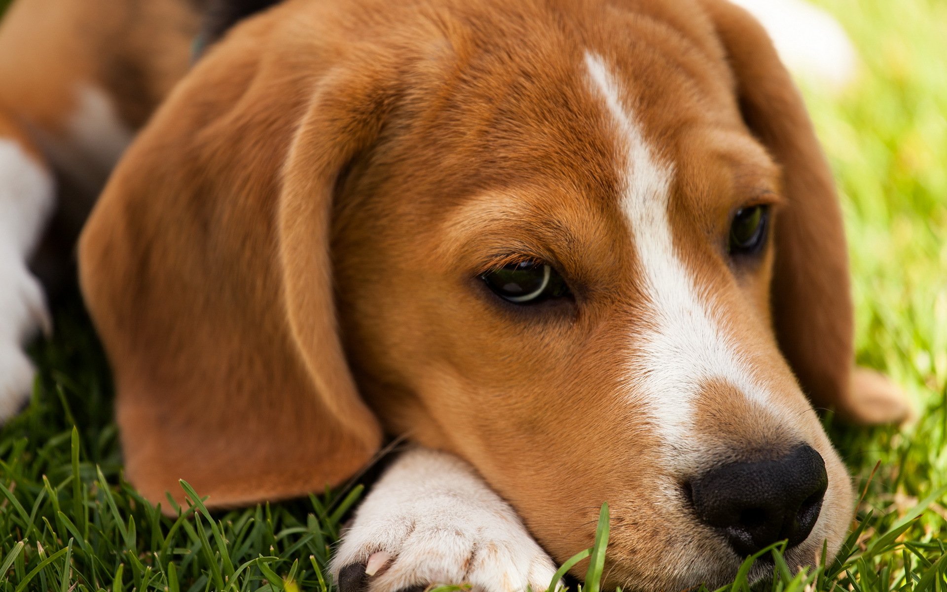 cane sguardo amico beagle