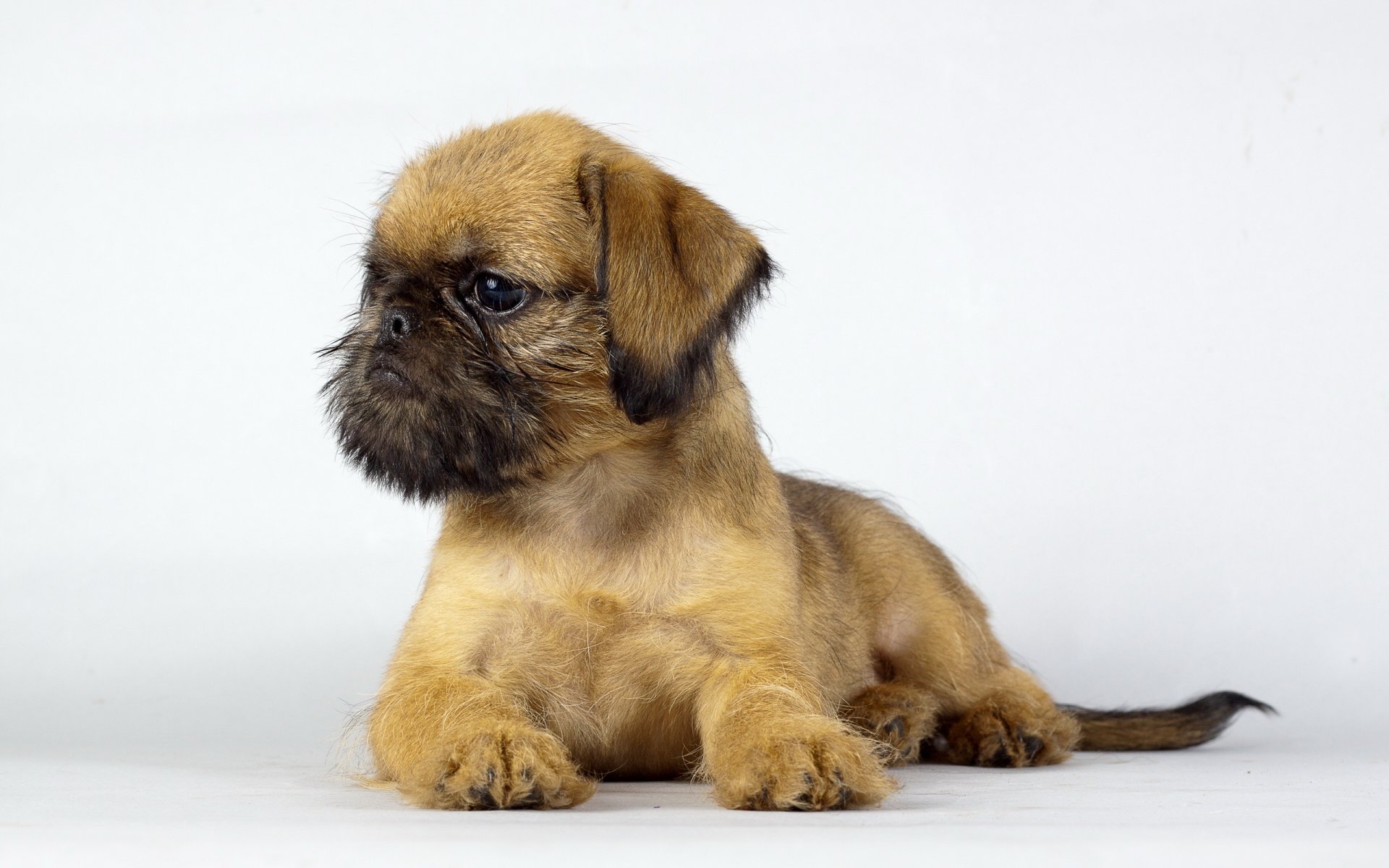 dog puppy background