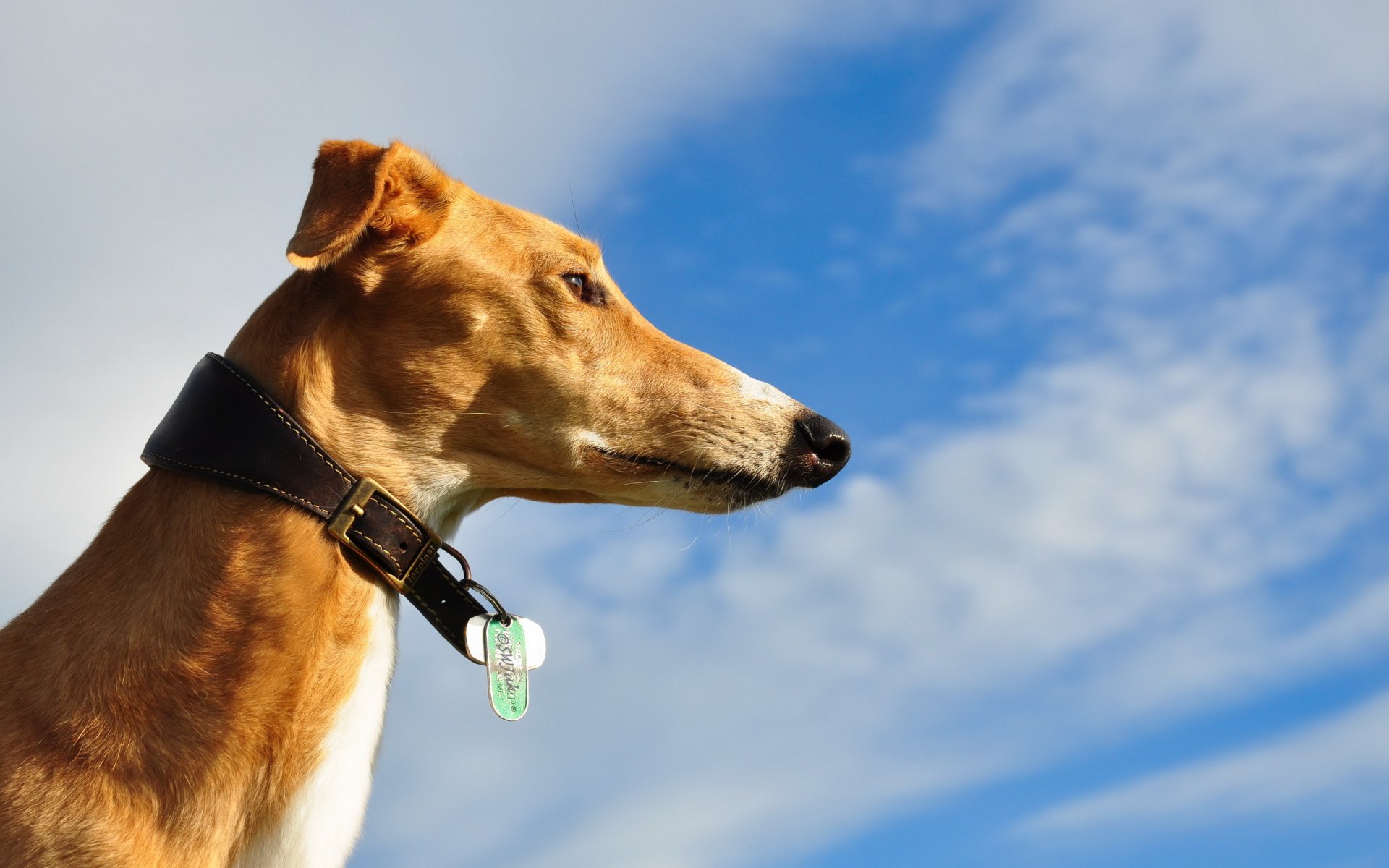 chien vue ciel