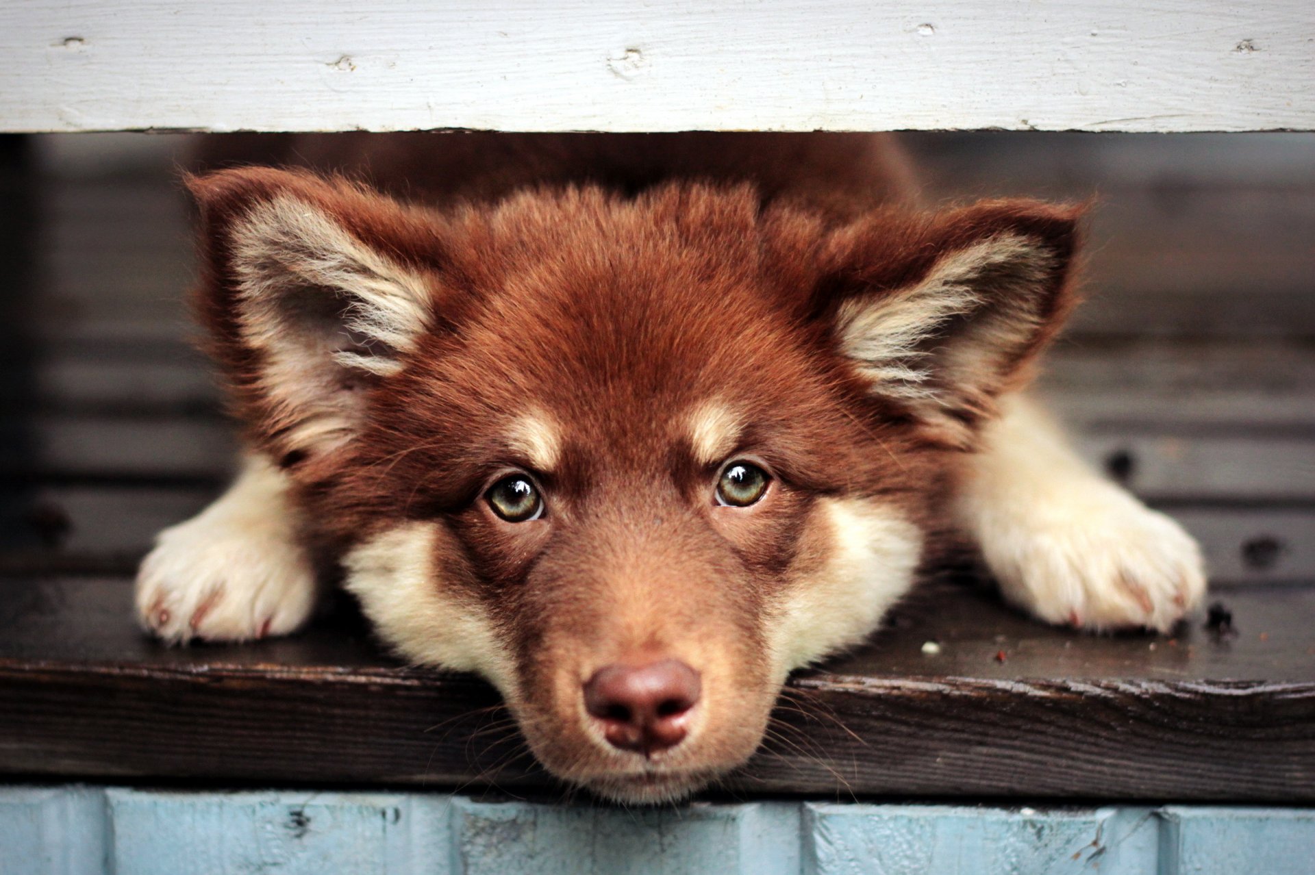 dog view other