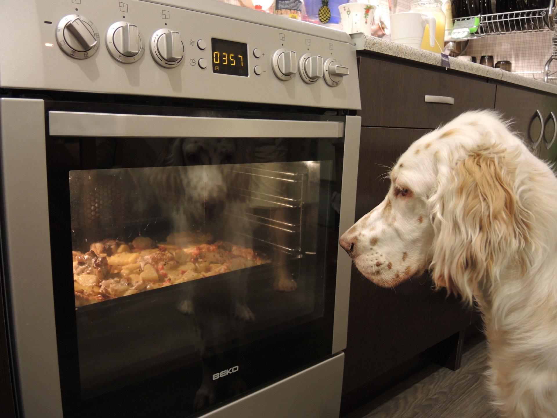 setter setter inglese pollo