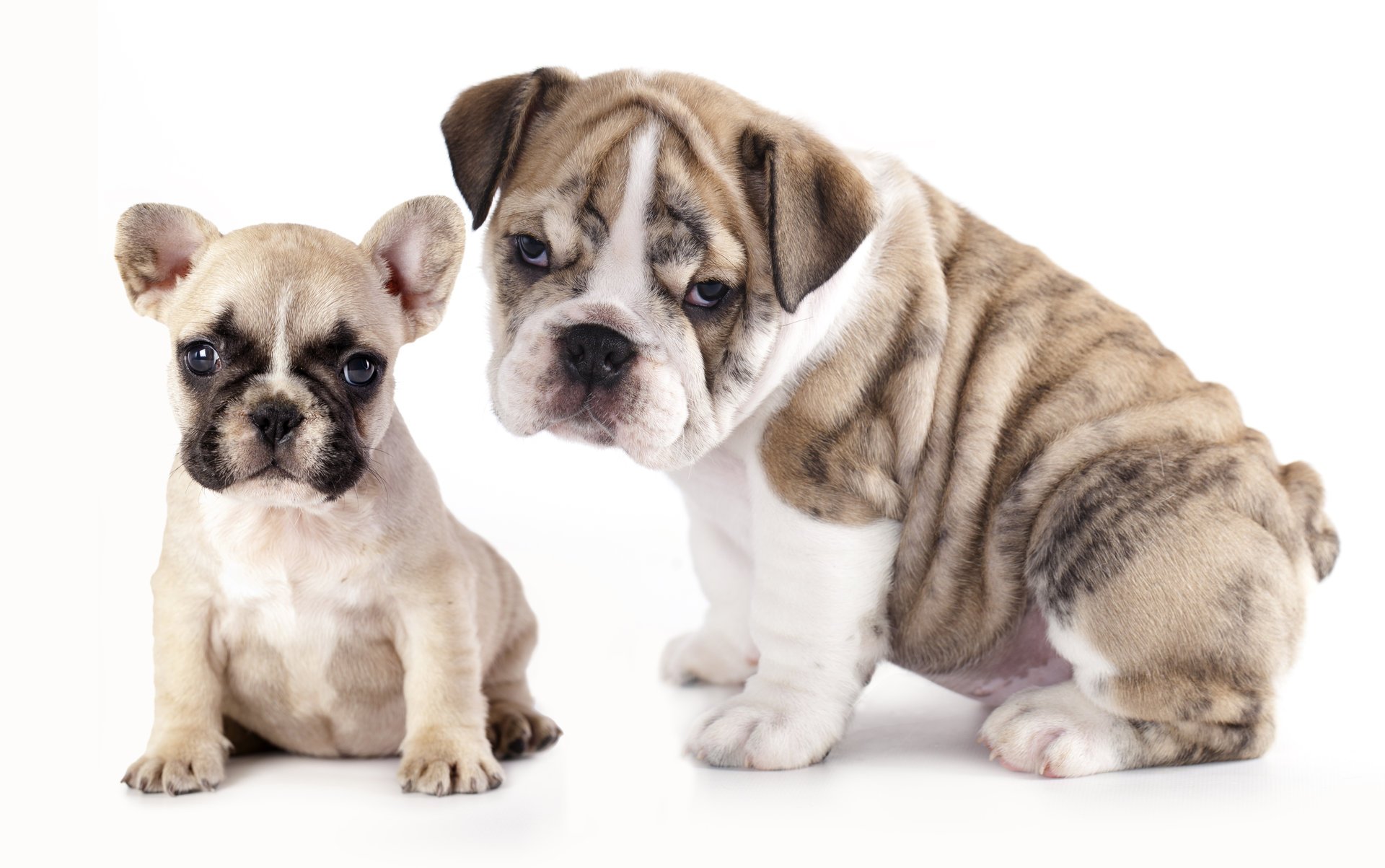 dogs puppies french bulldog english bulldog bulldog