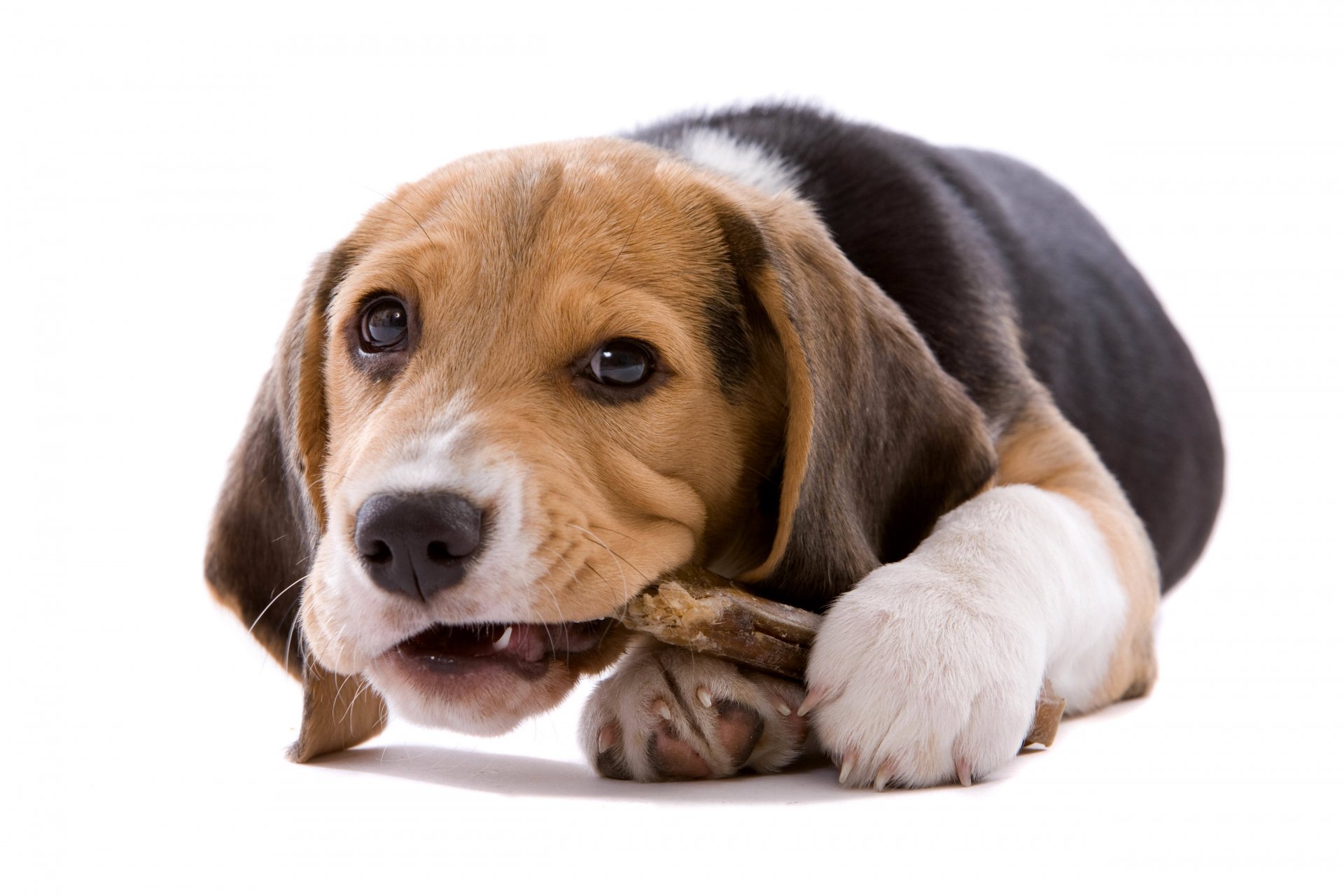 welpe hund beagle weißer hintergrund