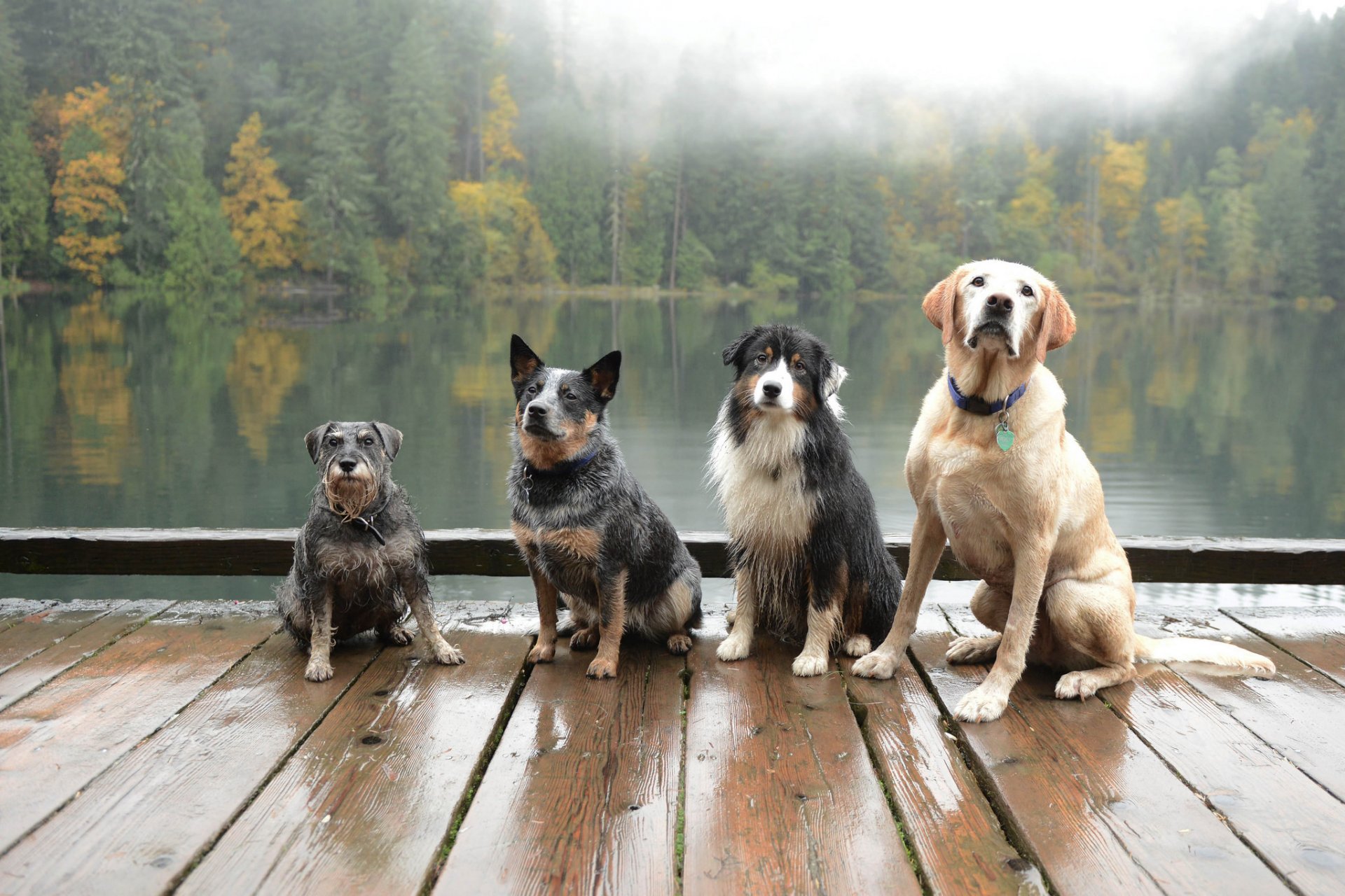 chiens amis fond