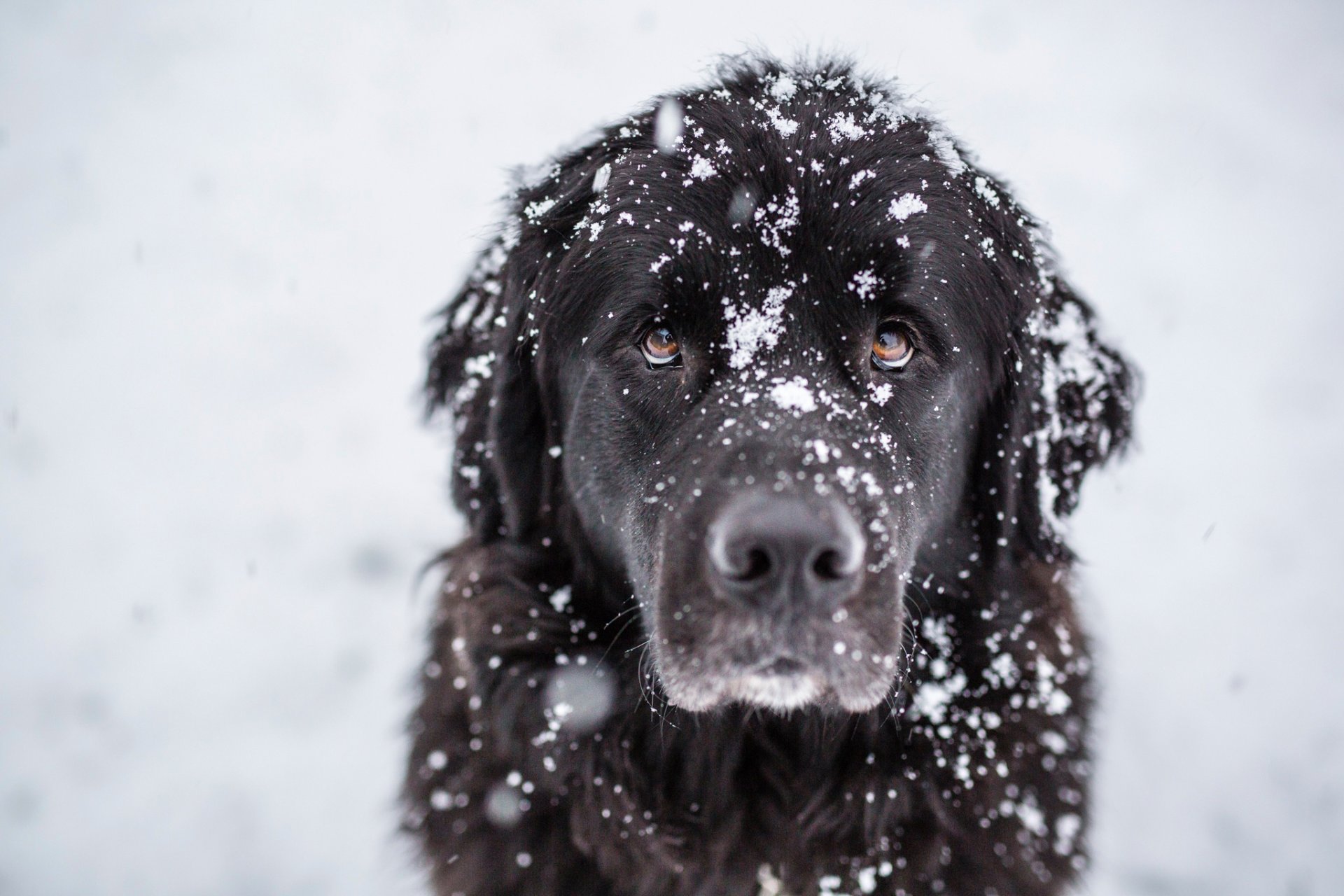 ami neige regard