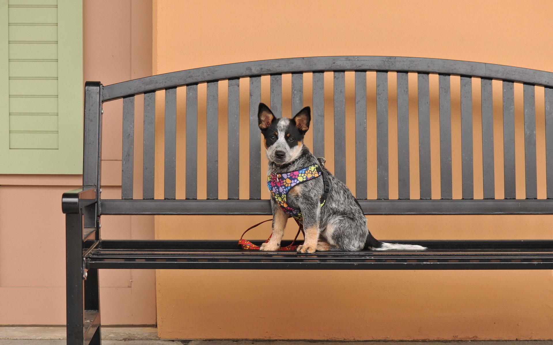 dog view other bench