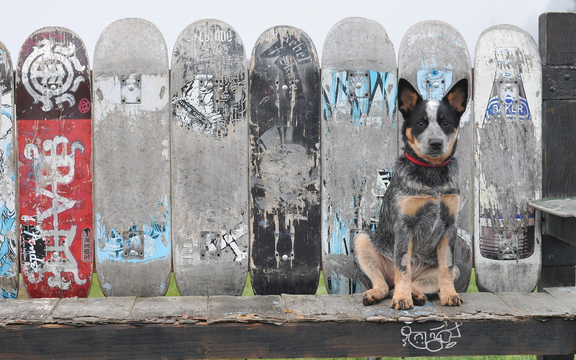 dog fence other