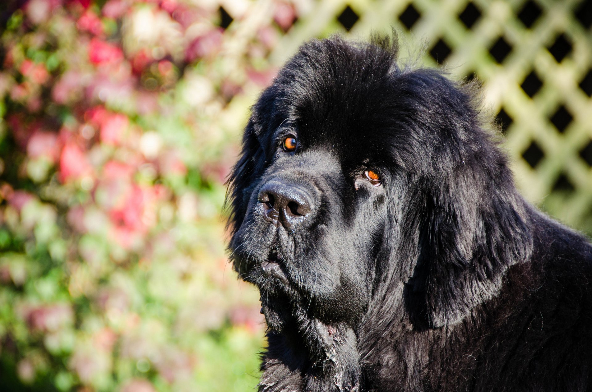 newfoundland dog diver face view sun
