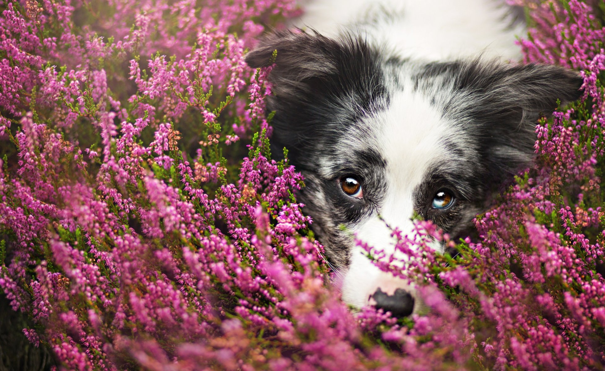 chien vue ami fond